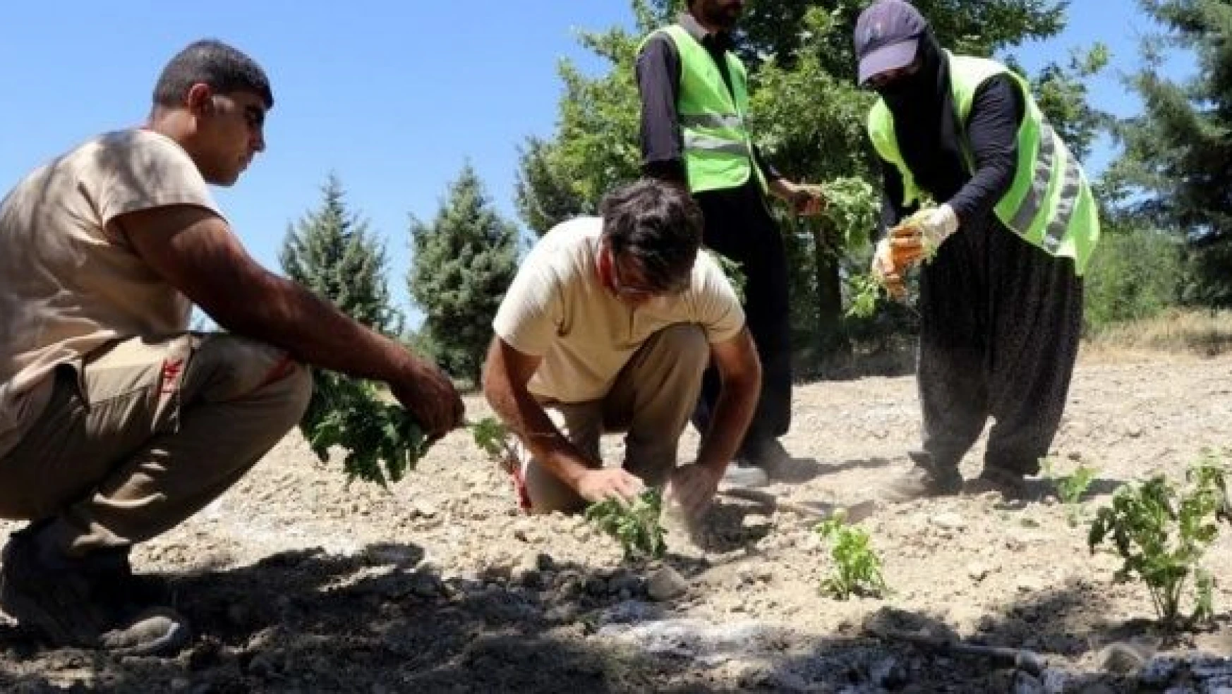 Elazığ 'da 'Tıbbi Aromatik Bitki Eğitim Bahçesi' kuruldu