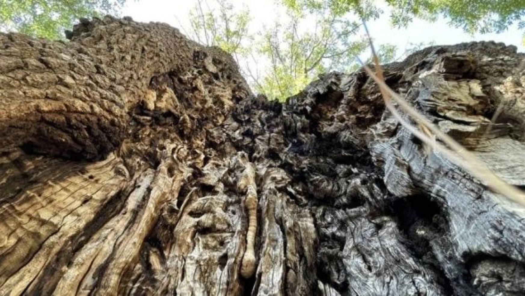 Erzincan'da 10 adet ağaç korumaya alındı