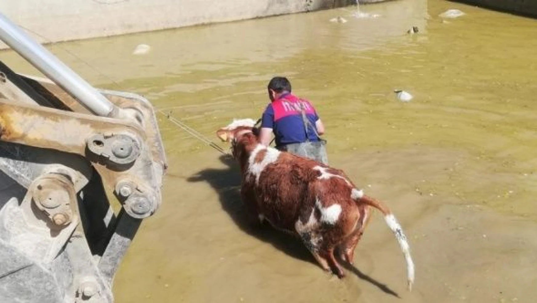 Erzincan'da büyükbaş hayvan  sulama havuzuna düştü!