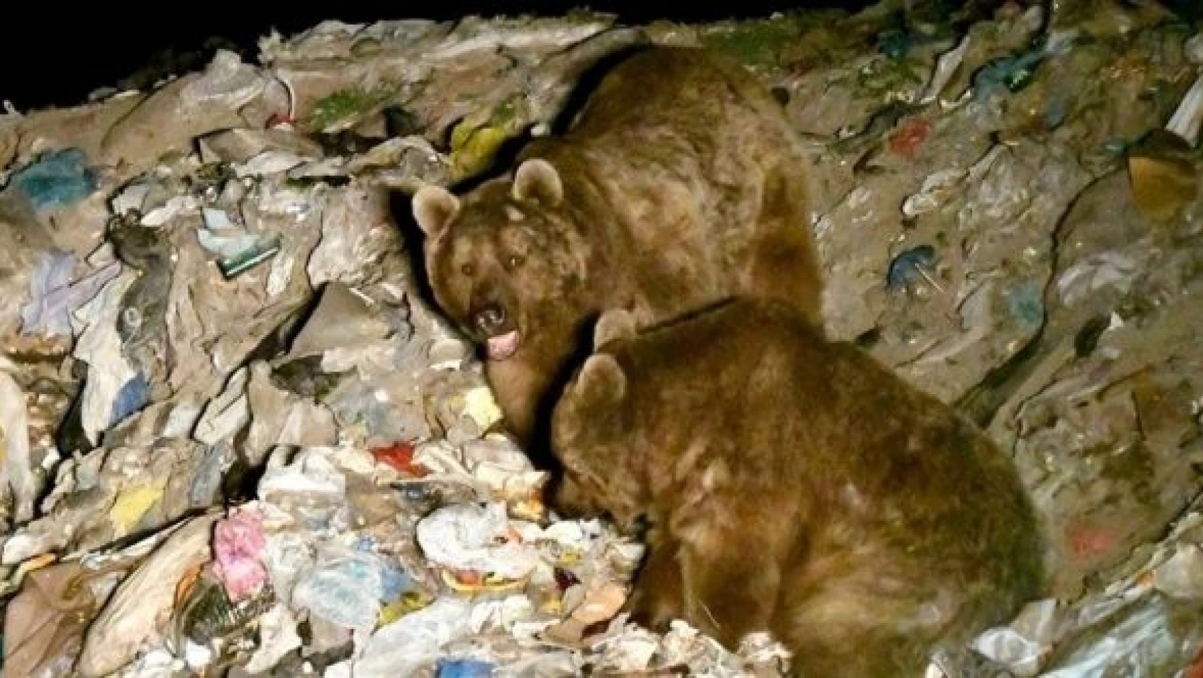 Kars'ta bozayılar çöplükte birbirine girdi!