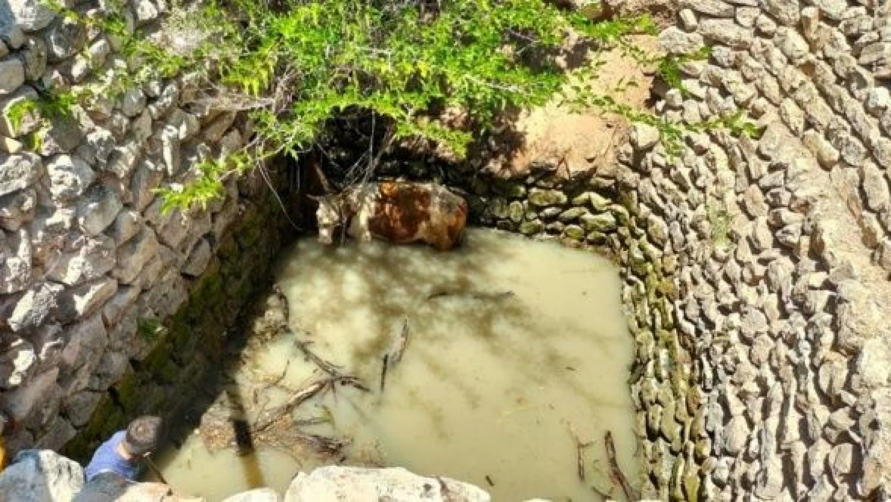 Malatya'da su kuyusuna düşen inek böyle kurtarıldı!