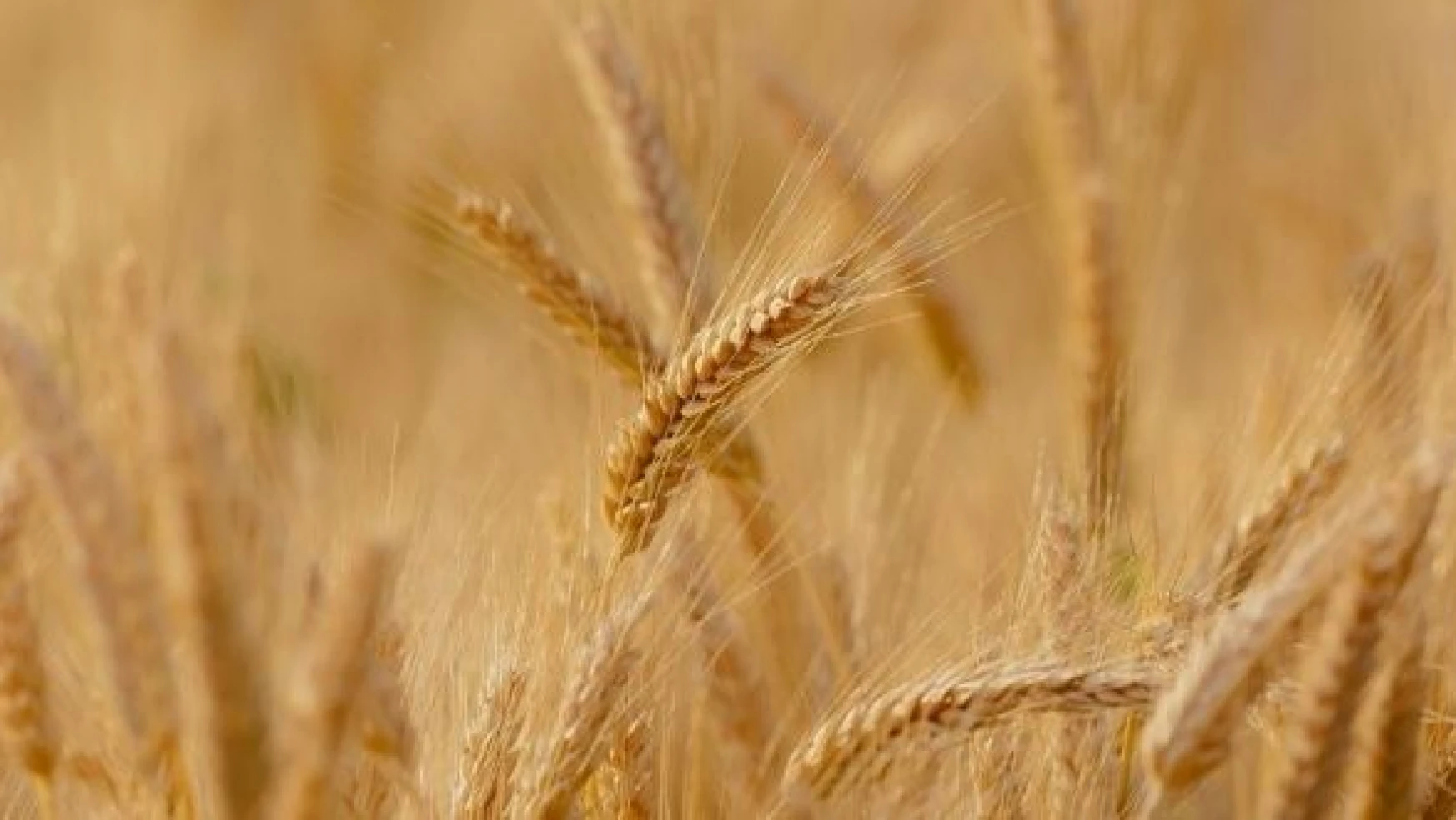 Malatya'da yazlık buğdayların hasadı gerçekleşti