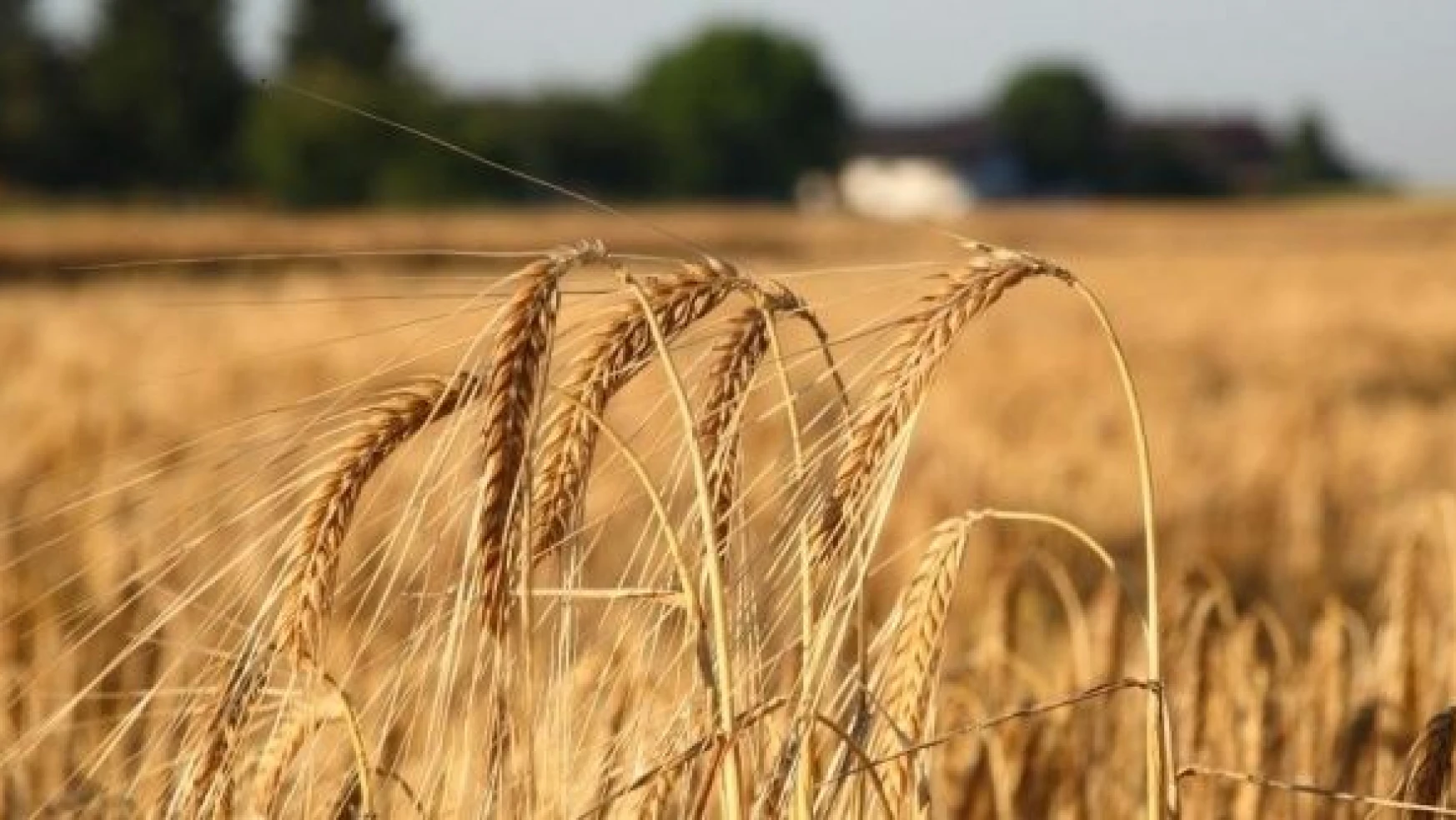 Muş'ta arpa ve buğday üretimi artış gösterdi