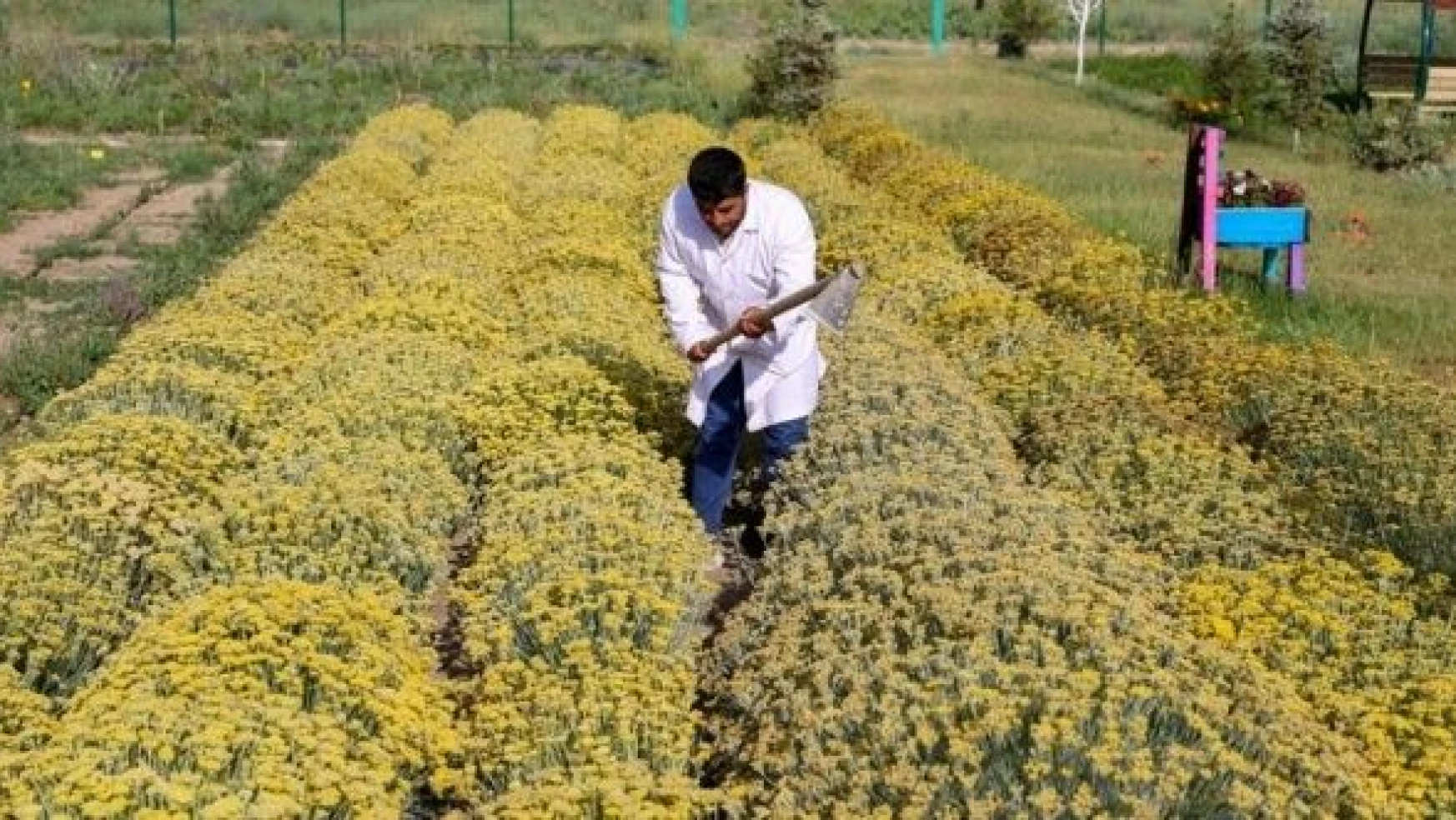 Van'da akademisyenler tıbbi ve aromatik bitkilerin hasadı için gün sayıyor