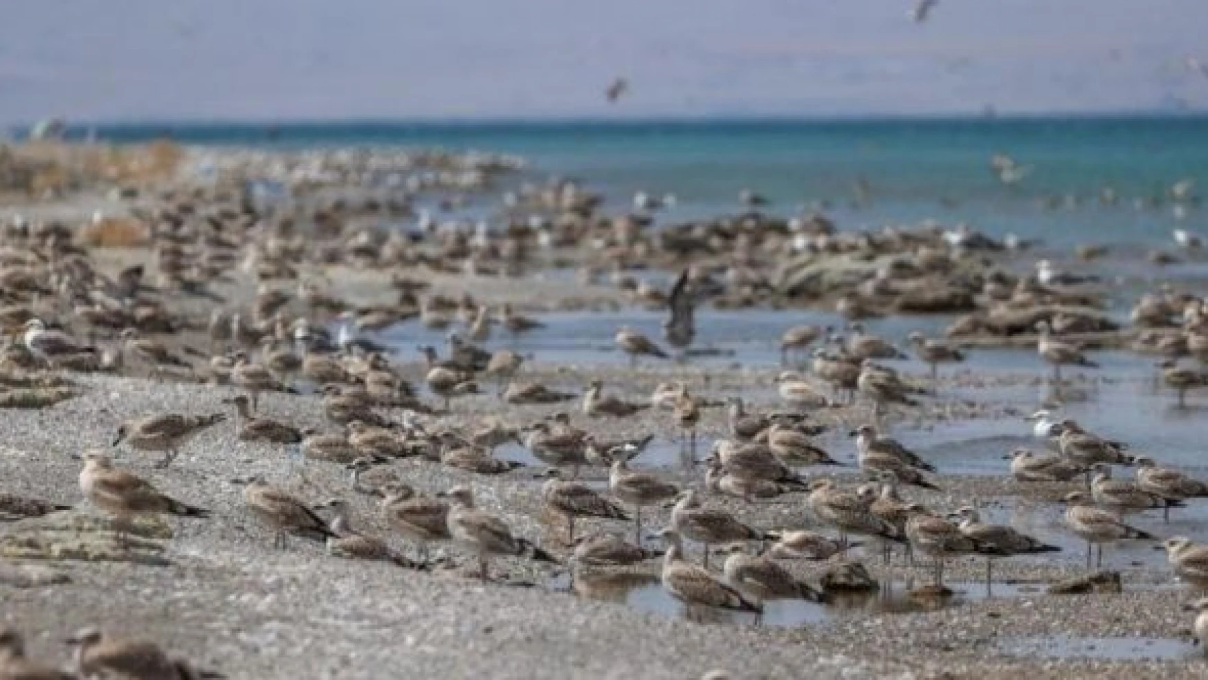 Van Gölü havzasında martı ölümleri artış yaşanıyor!