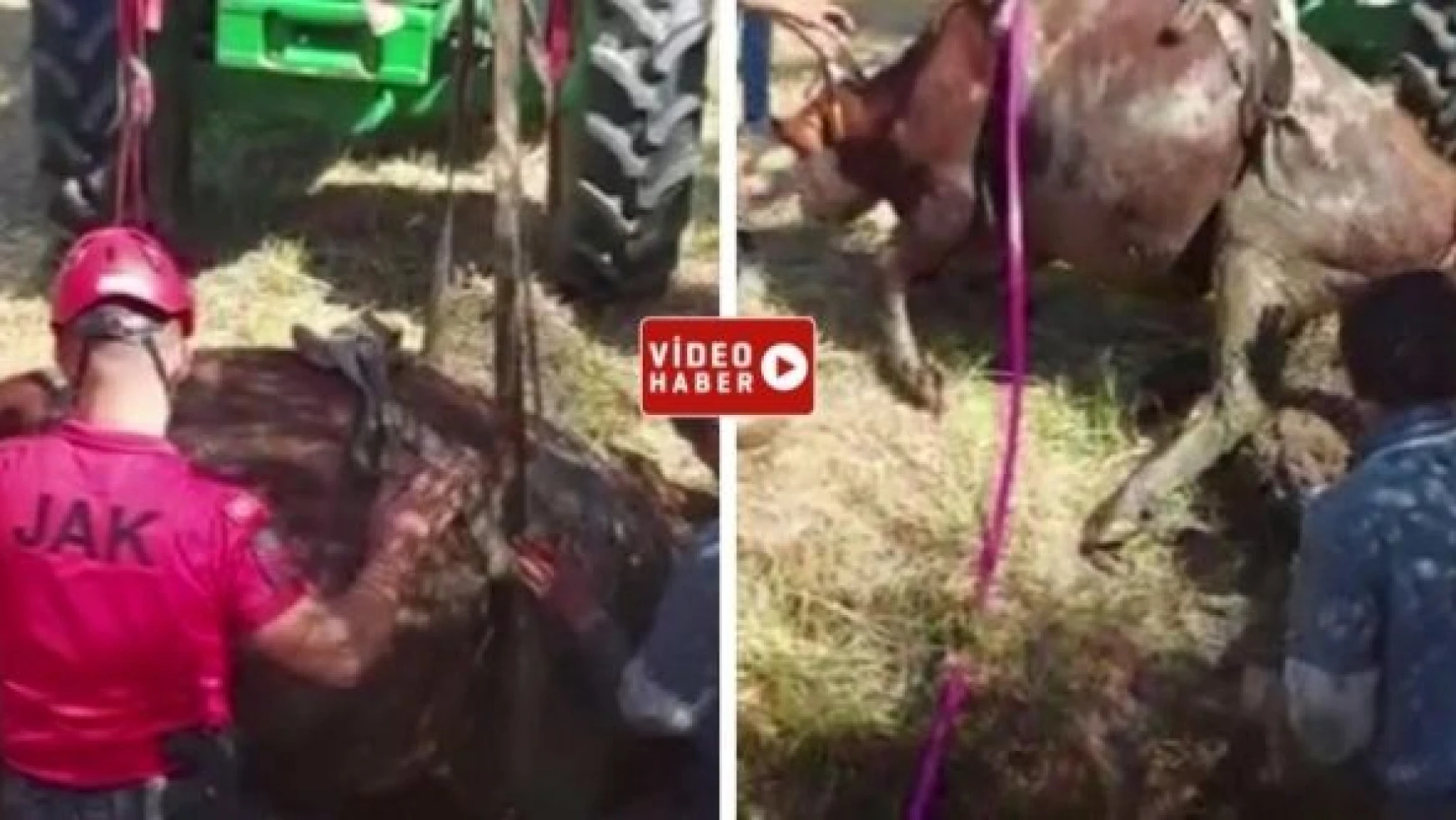 Ardahan'da bataklığa saplanan inek böyle kurtarıldı