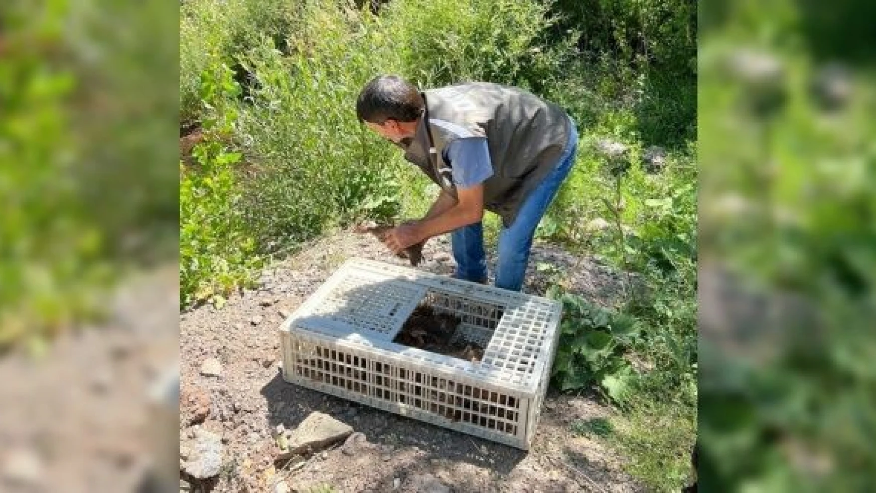Bingöl'de doğaya 105 sülün salındı