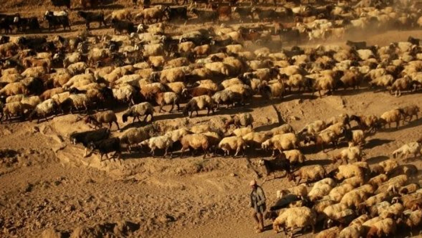 Bitlis'te kaybolan koyunları drone buldu