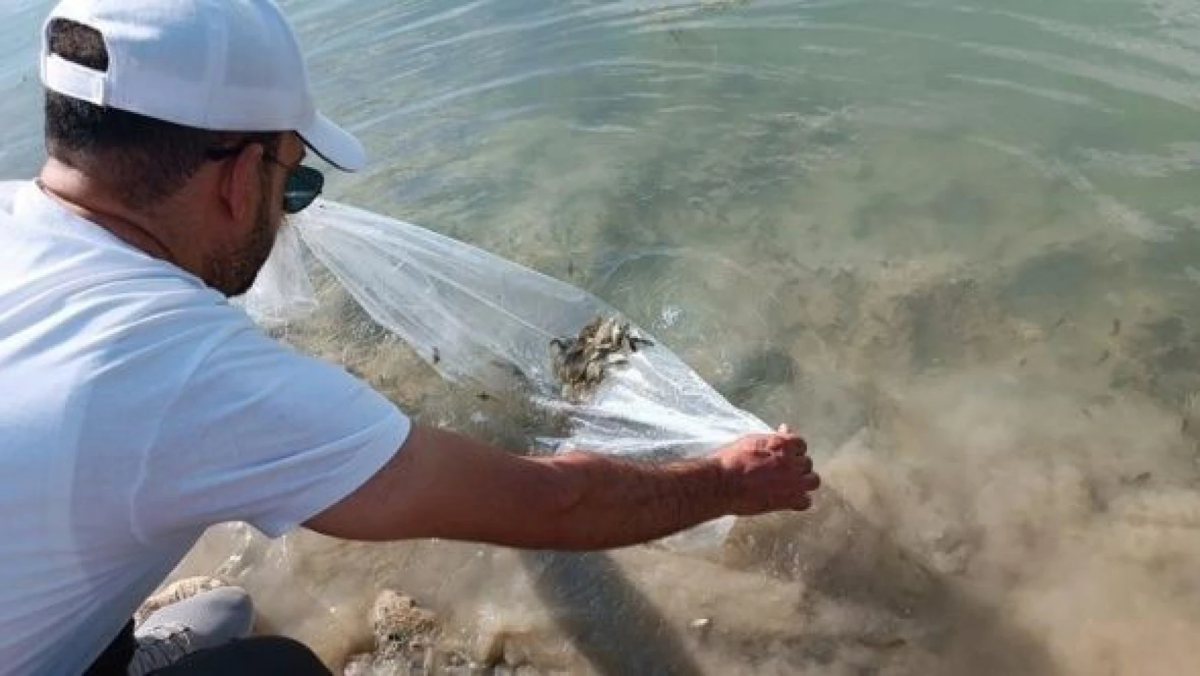 Elazığ'da barajlara 200 bin sazan balığı yavrusu bırakıldı