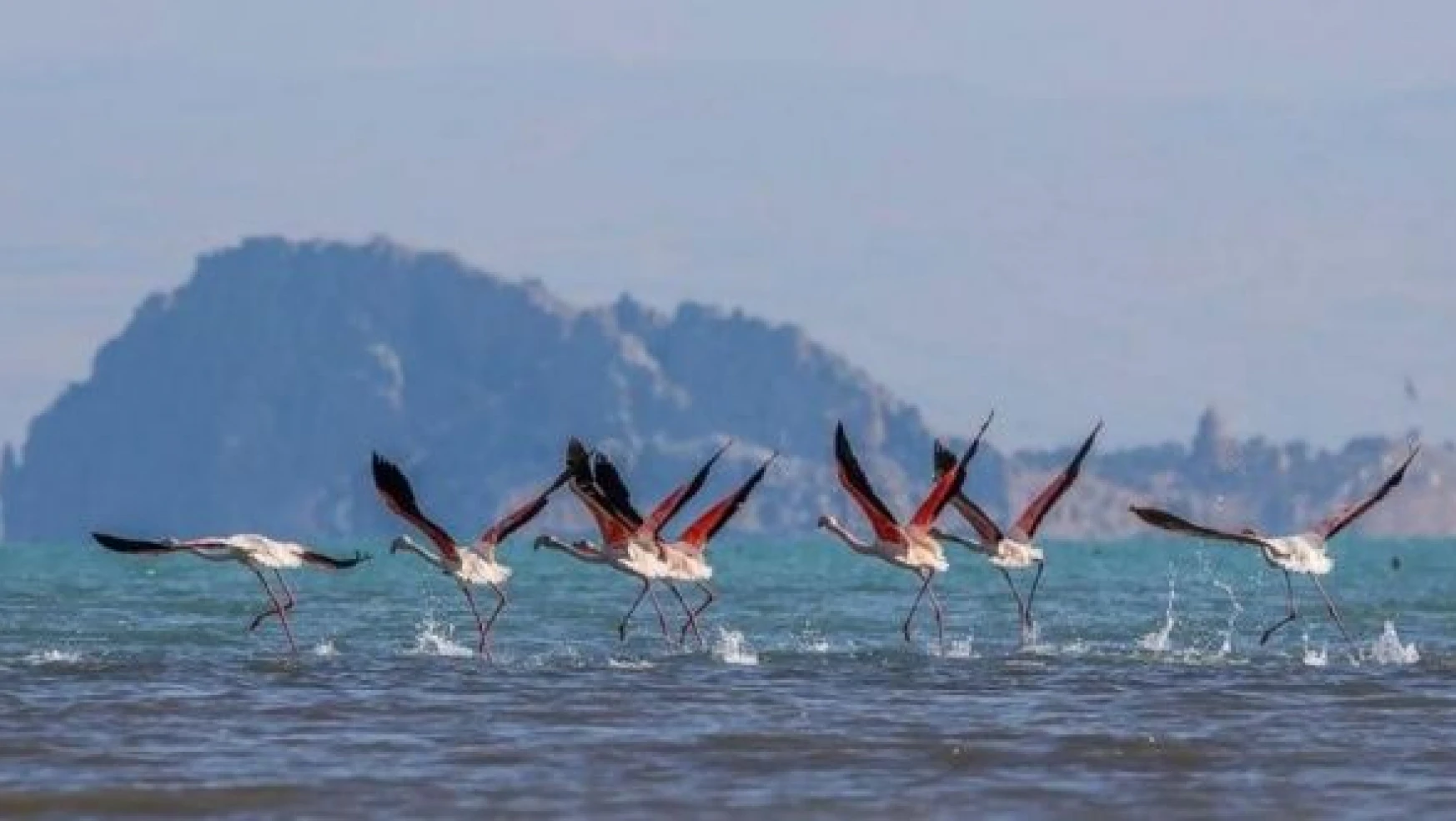 Erçek Gölü flamingoların akınına uğradı