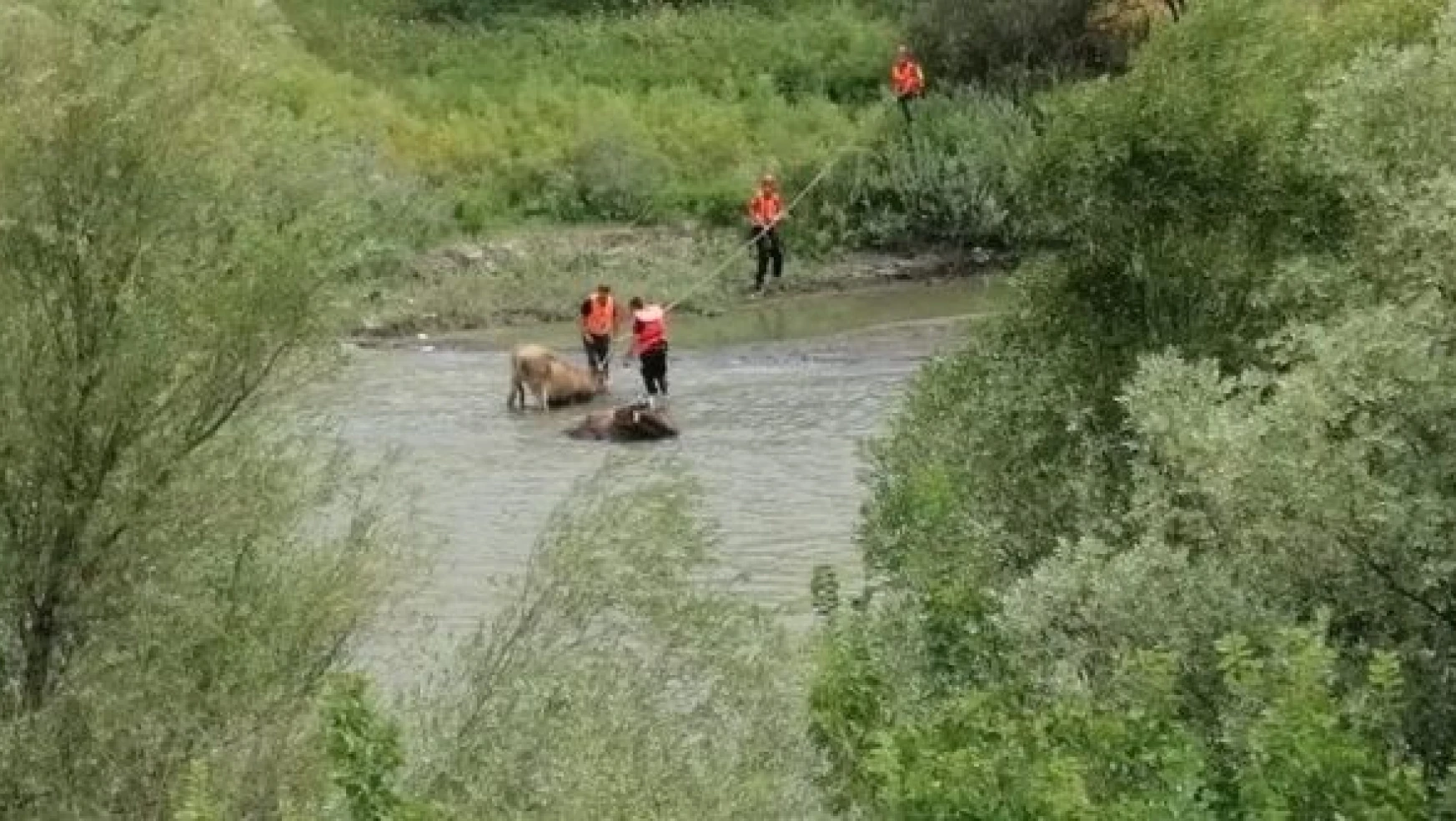 Erzincan'da çamura batan iki inek böyle kurtarıldı
