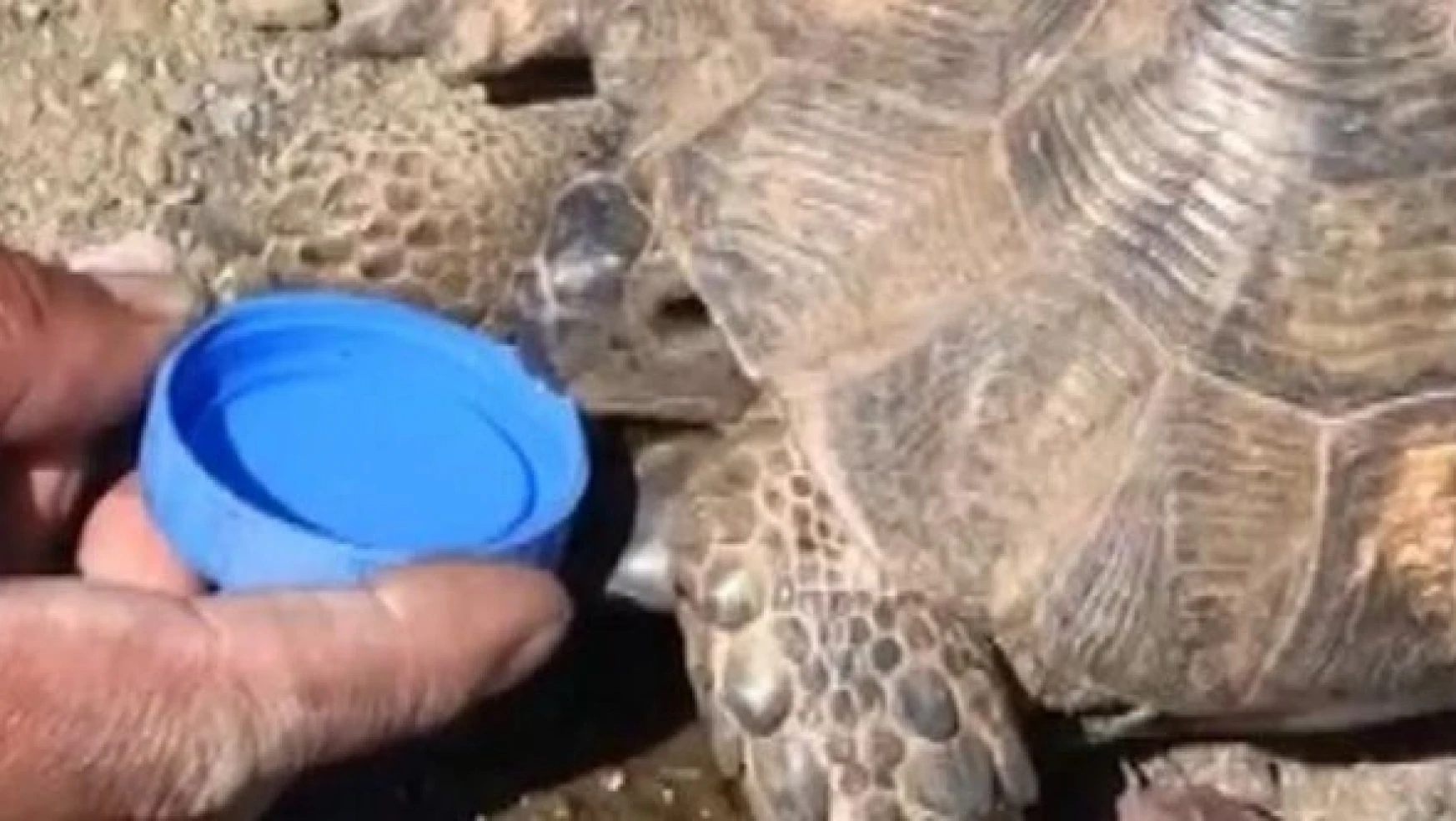 Erzincan'da kaplumbağa hayata döndürüldü!