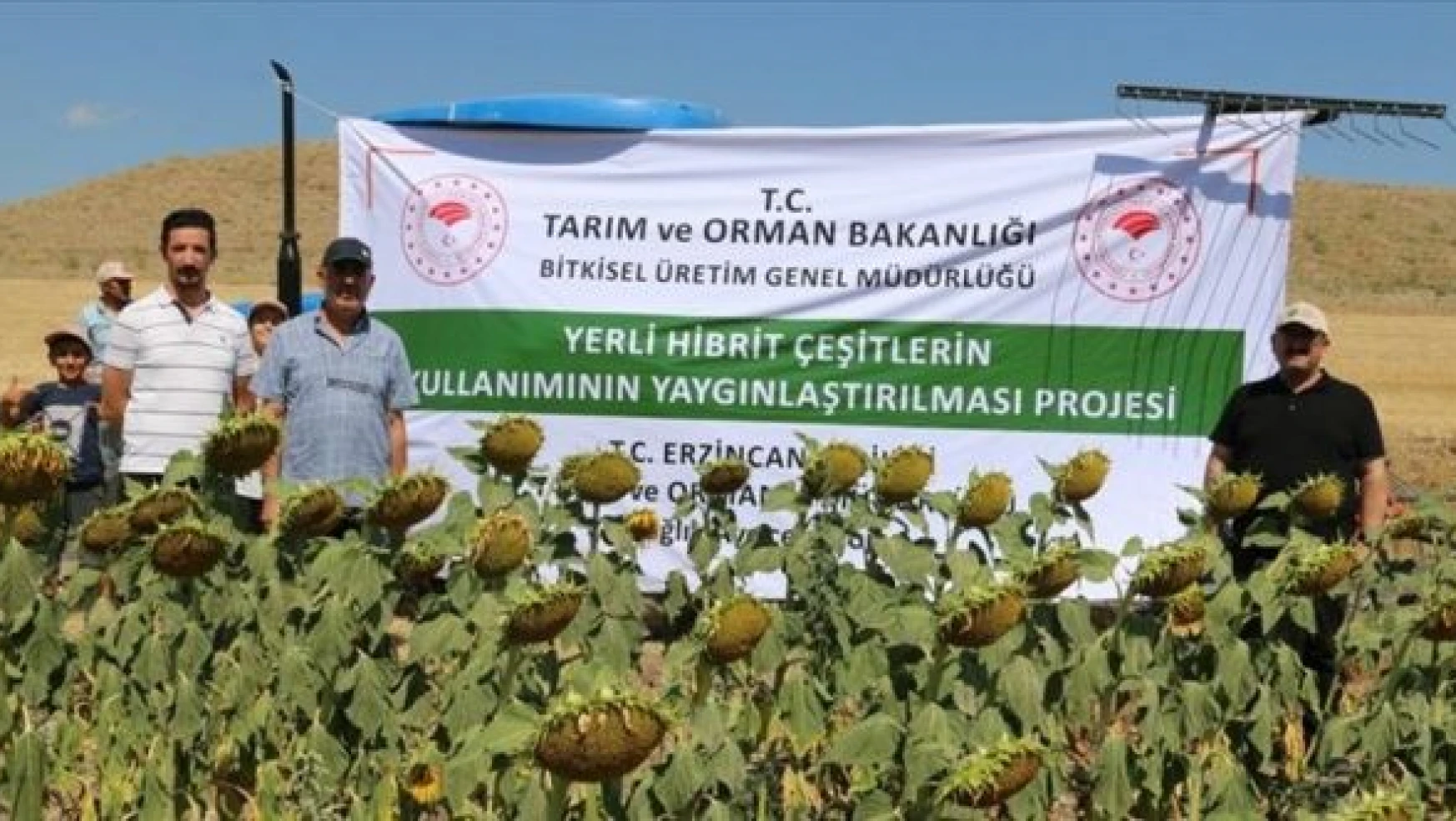 Erzincan'da çiftçiler devlet desteğiyle yağlık ayçiçeği üretimine başladı