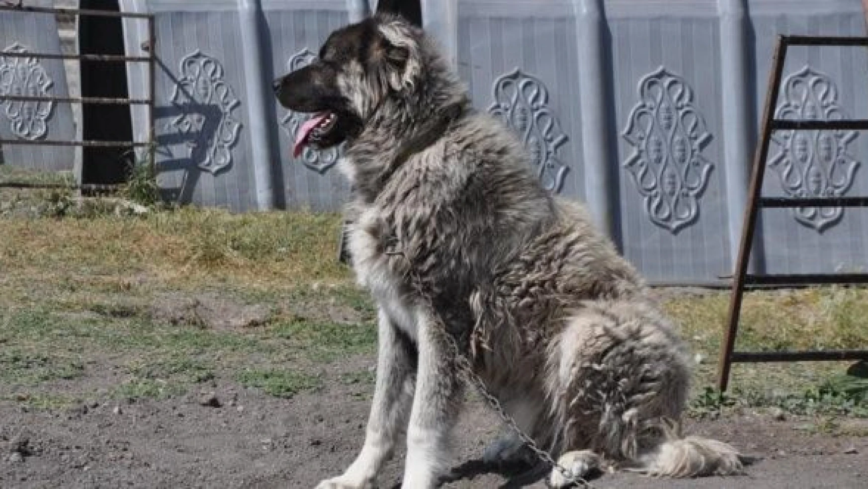Kafkas Üniversitesi çoban köpeği ırkını saflaştıracak