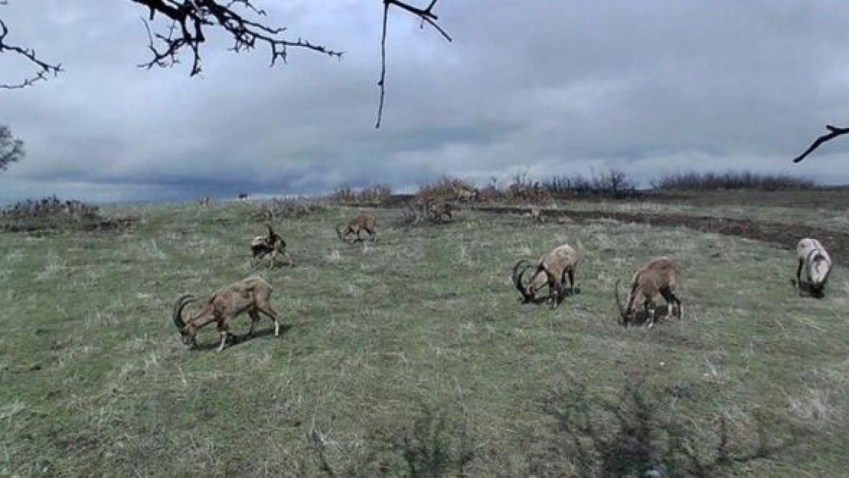 Kırmızı listedeki dağ keçileri Elazığ'da ortaya çıktı!