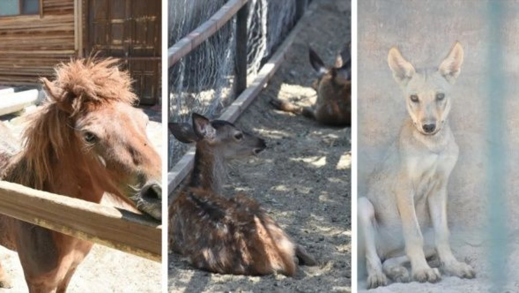 Malatya Hayvanat Bahçesinde 32 yavru dünyaya geldi