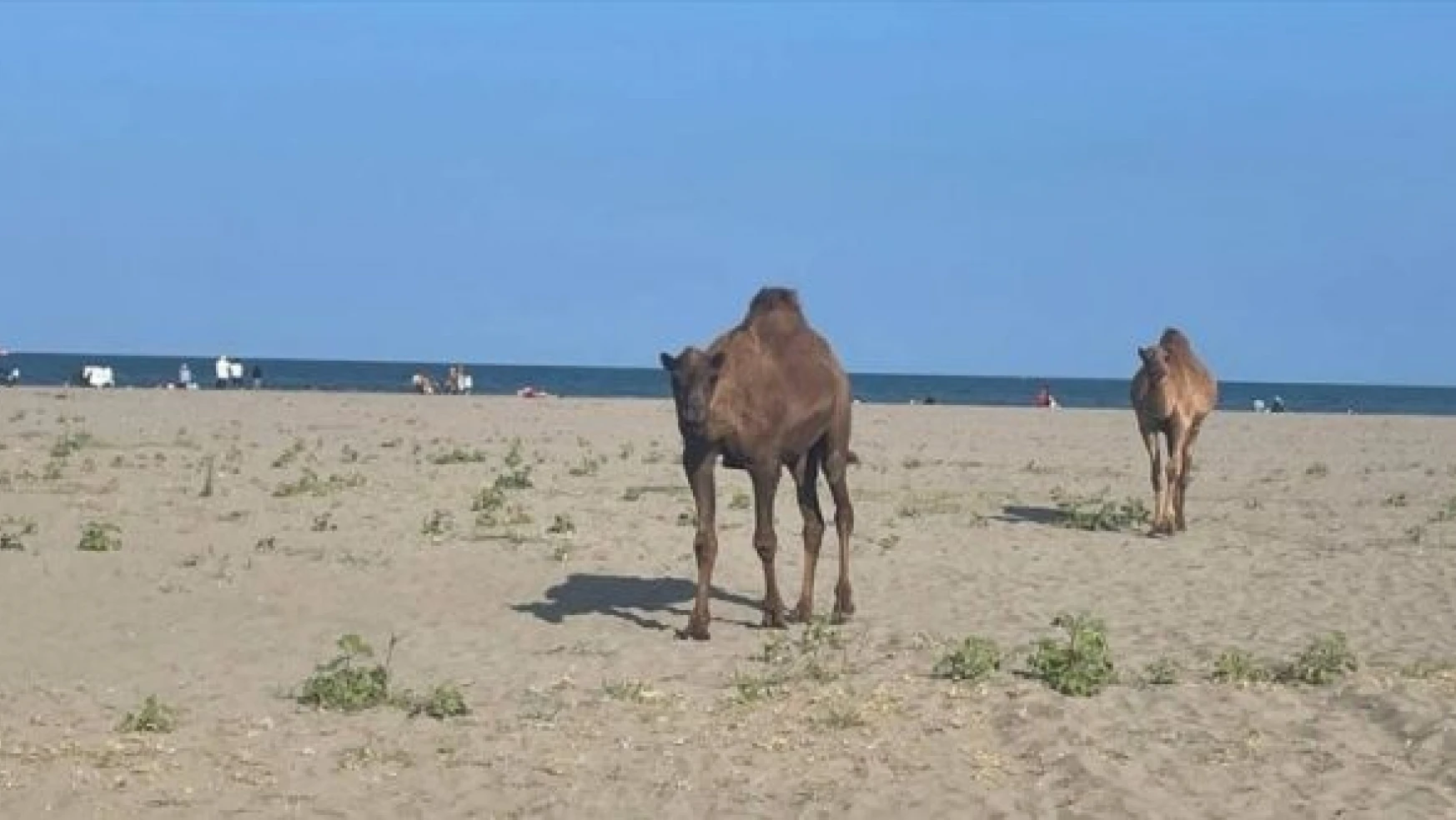 Başıboş develer sahile inerse!