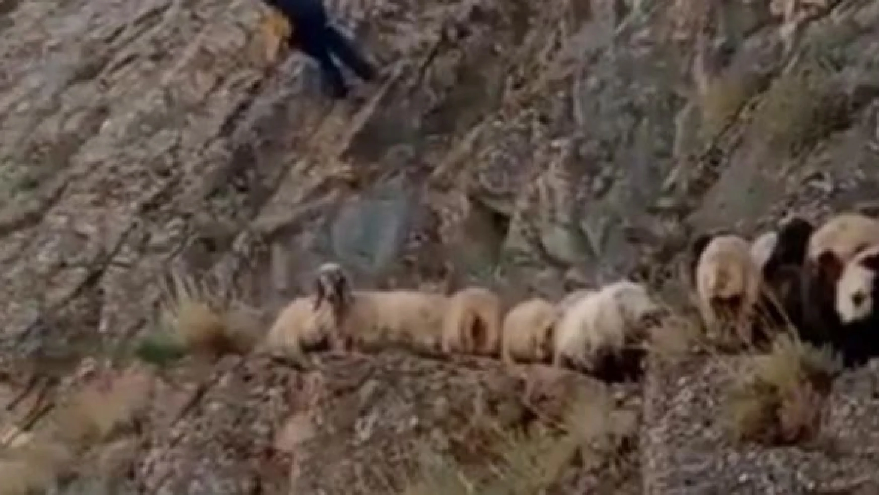 Van'da kayalıkla mahsur kalan koyunlar böyle kurtarıldı