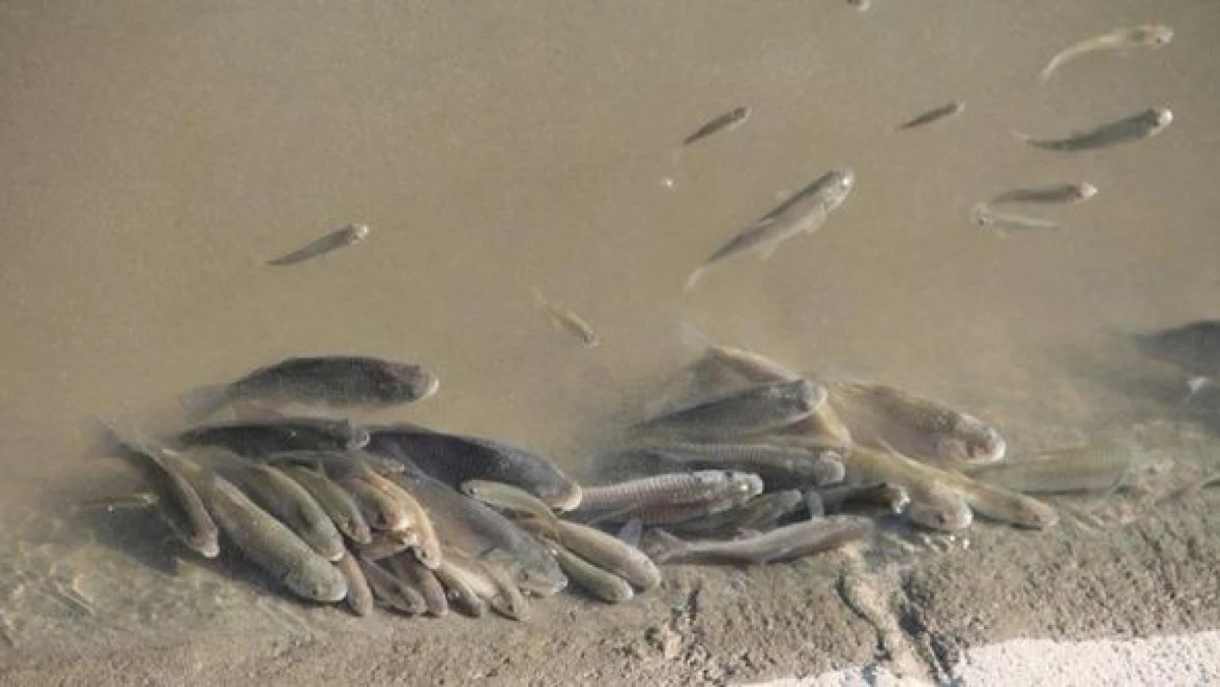 Bingöl'de balıklar neden ölüyor?