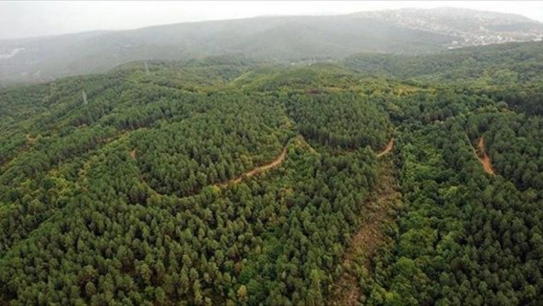 Bingöl'de bazı alanlar orman sınırları dışına çıkartıldı
