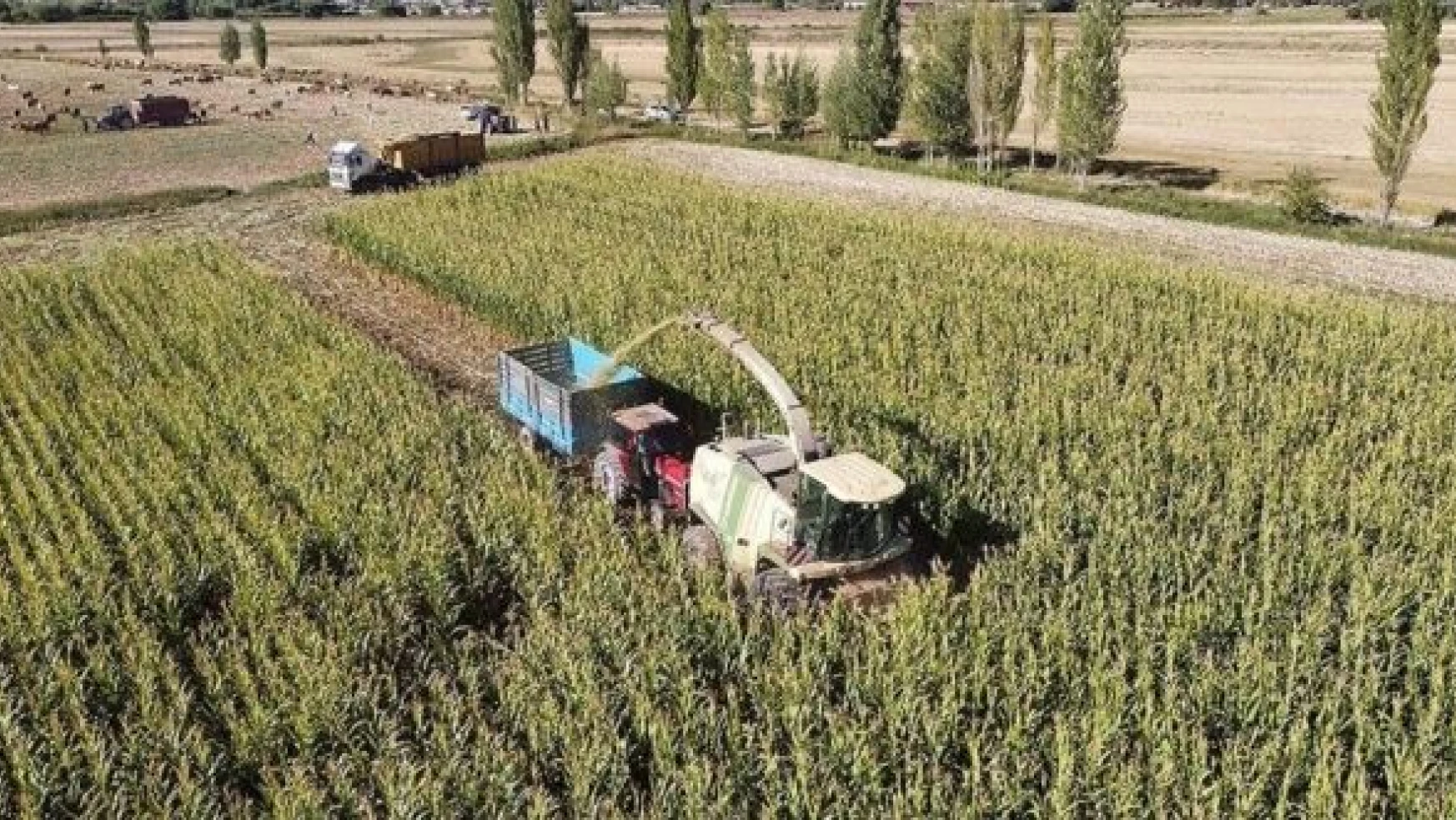 Erzincan Ovası'nda silajlık mısır üretimi artıyor