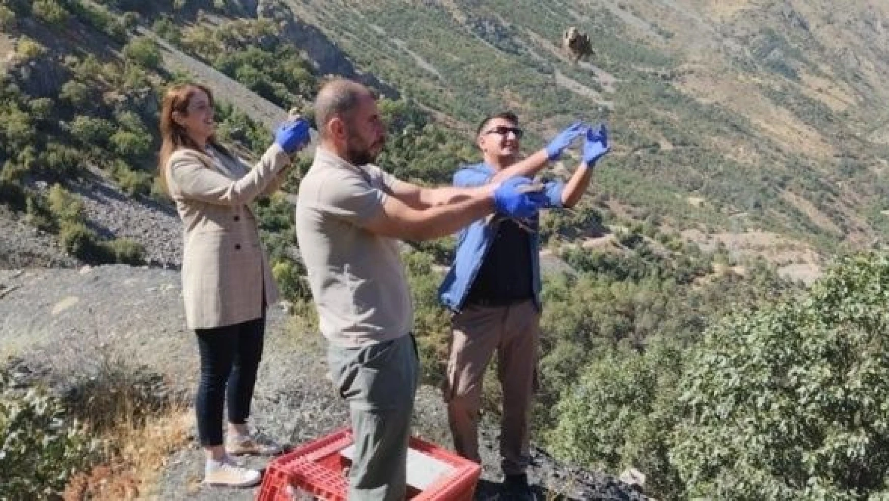 Hakkari'de bin 300 keklik doğaya salındı