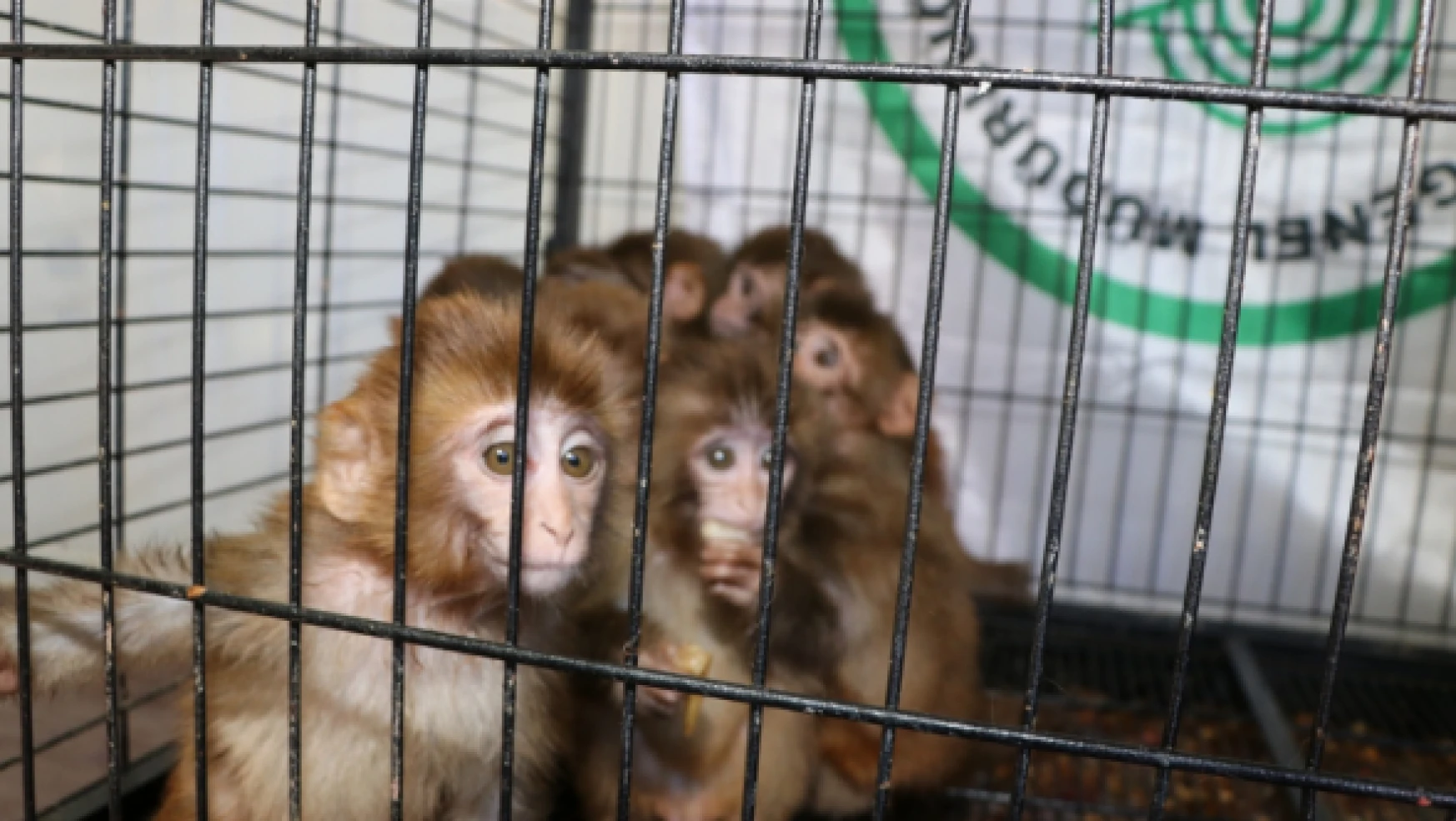 Kaçakçılardan kurtarılan örümcek maymunlar Gaziantep'e gönderildi
