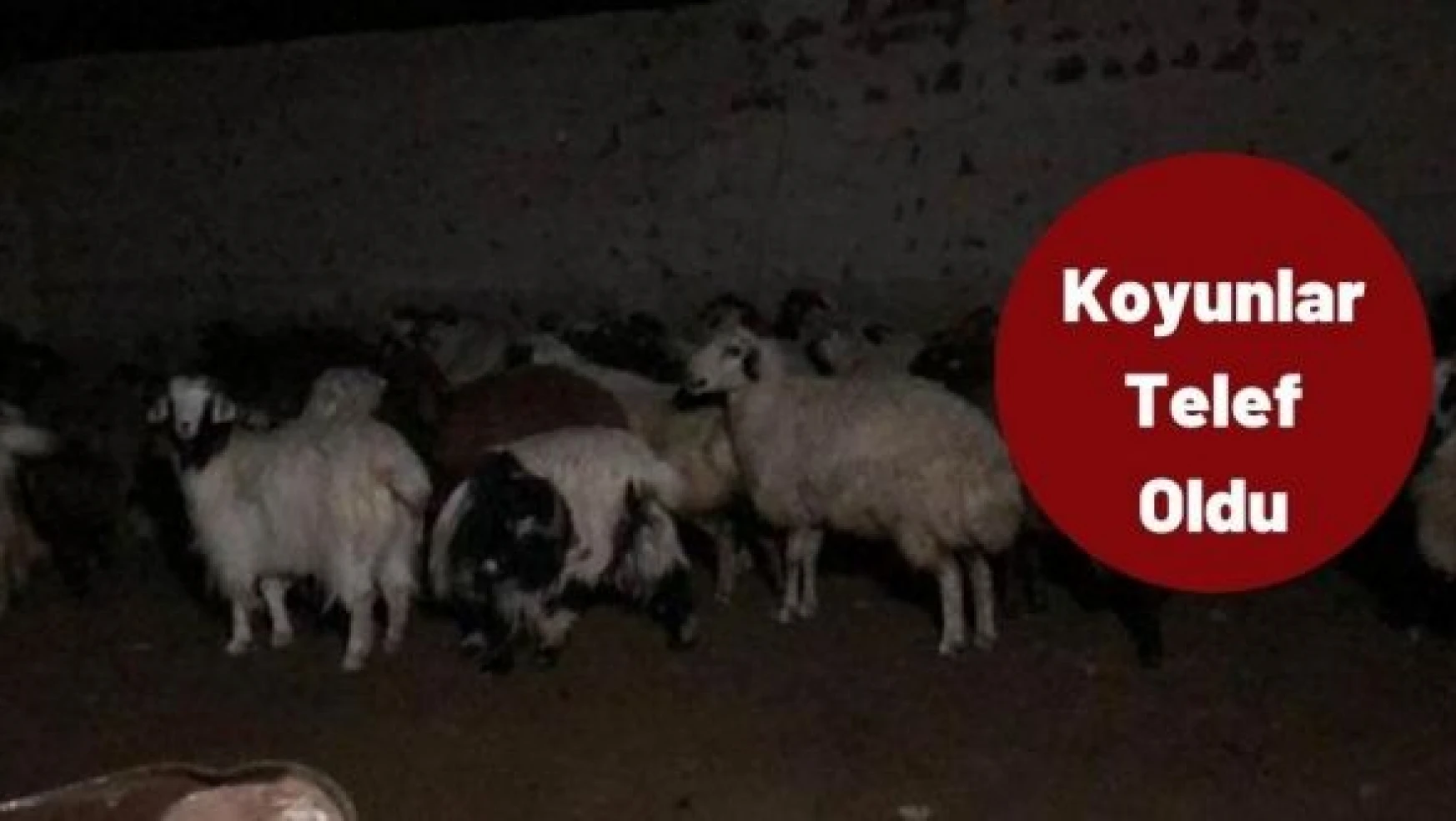 Kars'ta kurt dehşeti: Onlarca koyun telef oldu