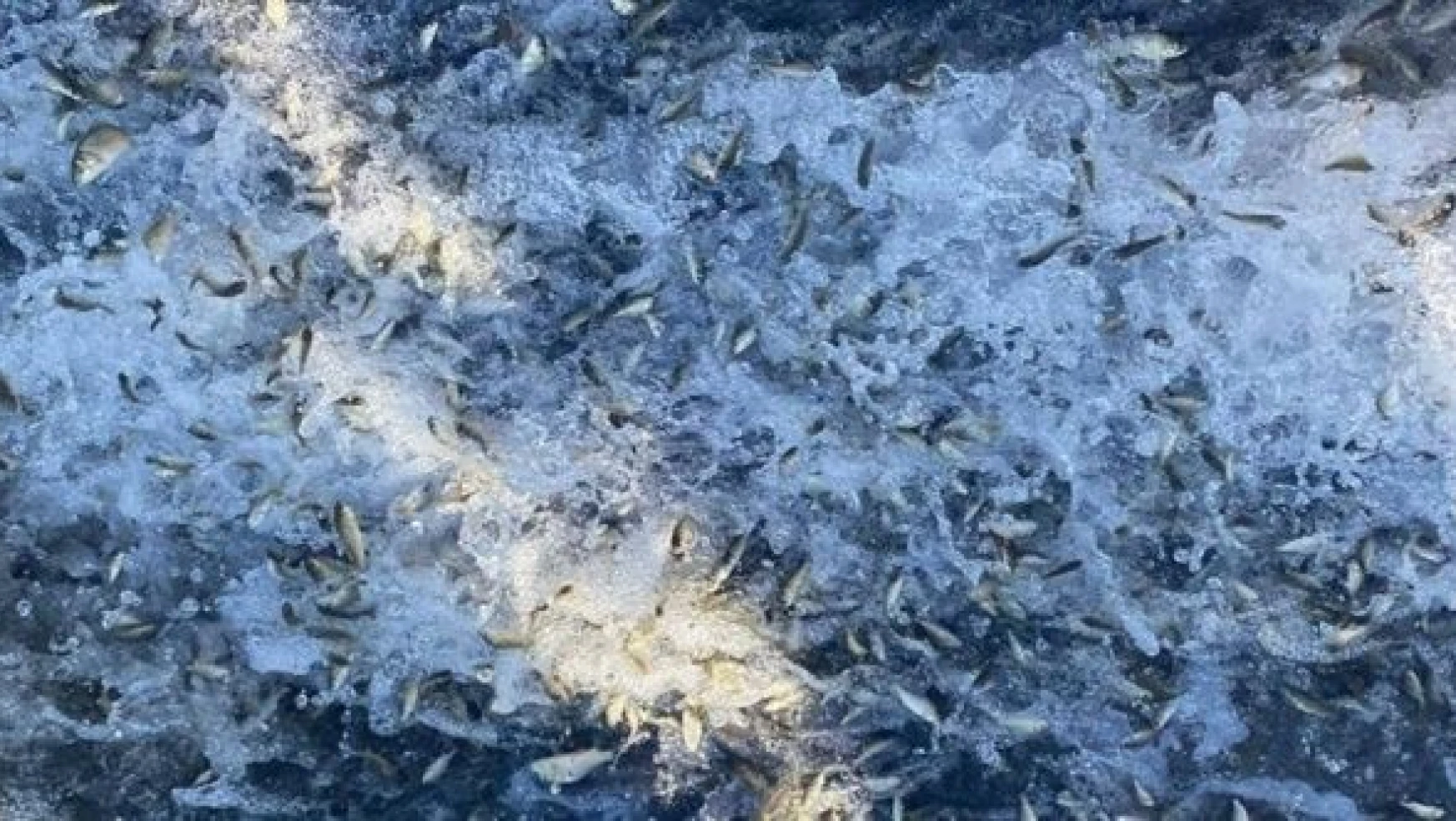 Malatya 'da Karakaya Barajı'na 300 bin balık yavrusu  salındı