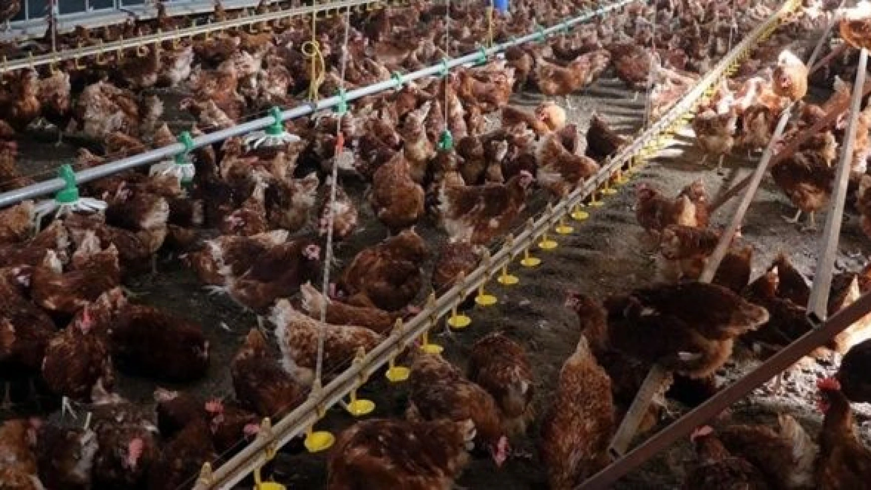 Tavuk eti üretiminde rekor artış!
