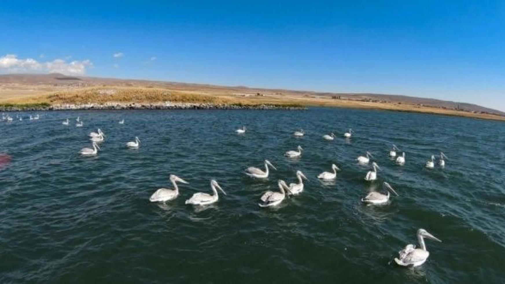 Tepeli pelikanlar Aktaş'ta üreyip Çıldır'da besleniyor