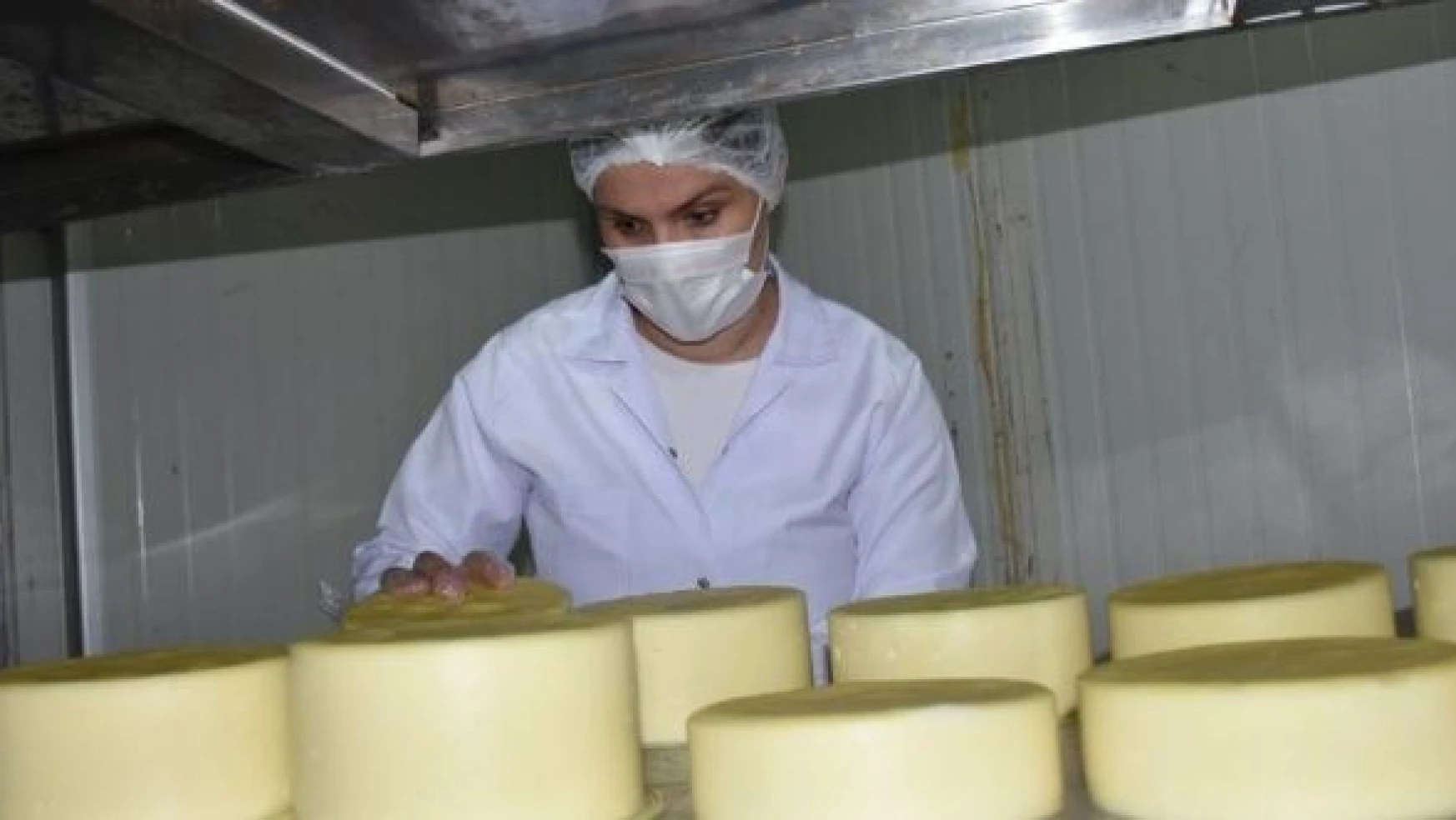 Türkiye'nin yöresel peynirleri Kars Peynir Festivali'nde  buluşacak
