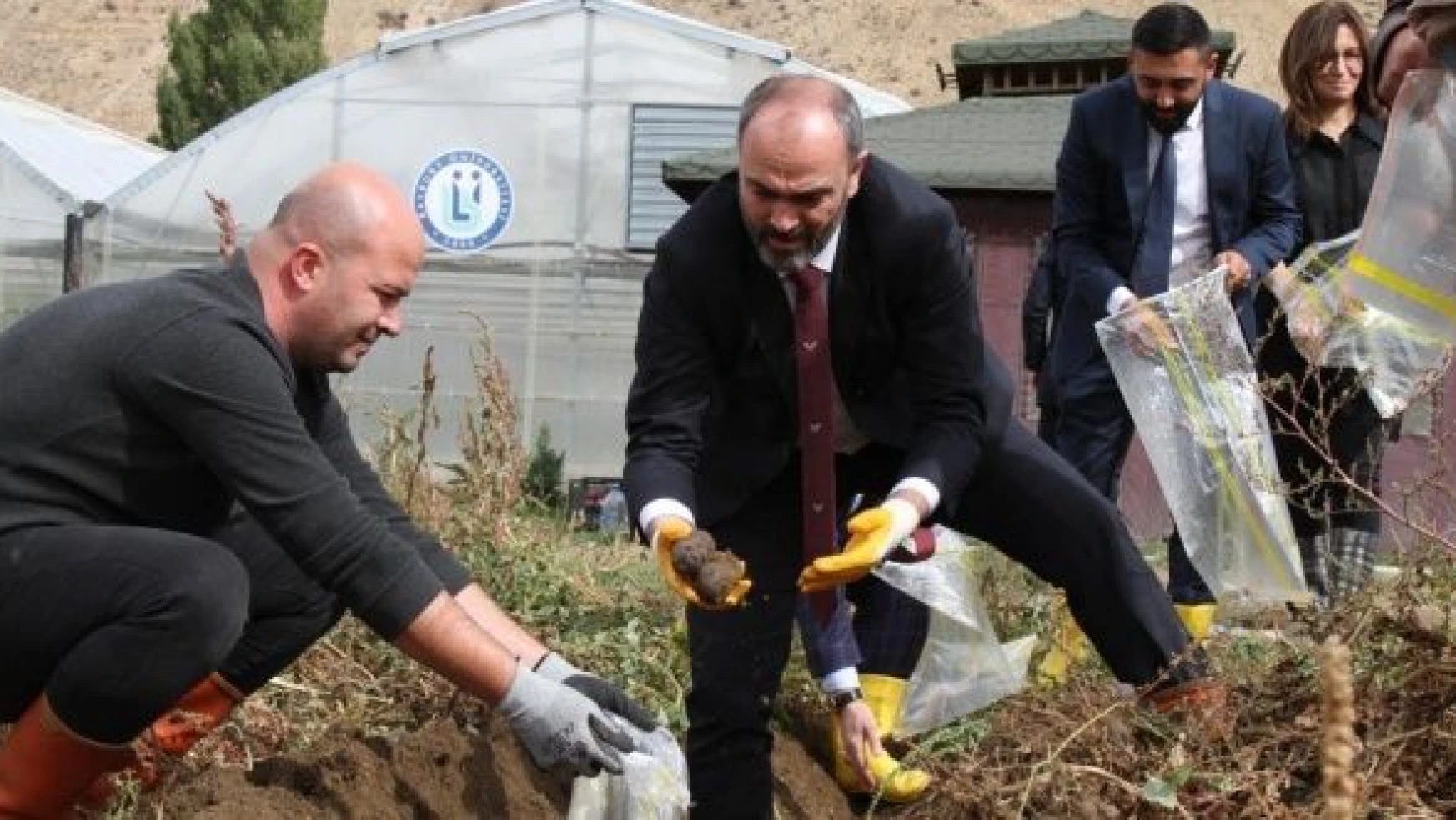 Bayburt Üniversitesi 'mor patates' hasadına başladı