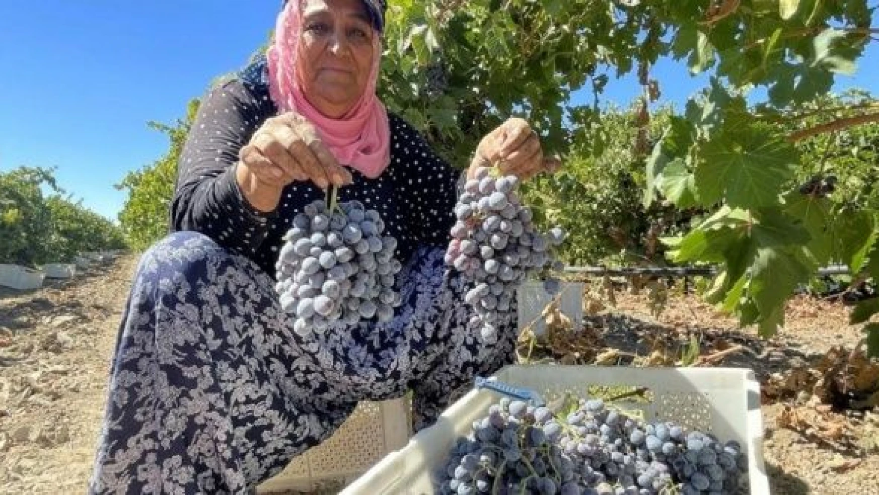 Elazığ'da üzümde 81 bin ton rekolte bekleniyor
