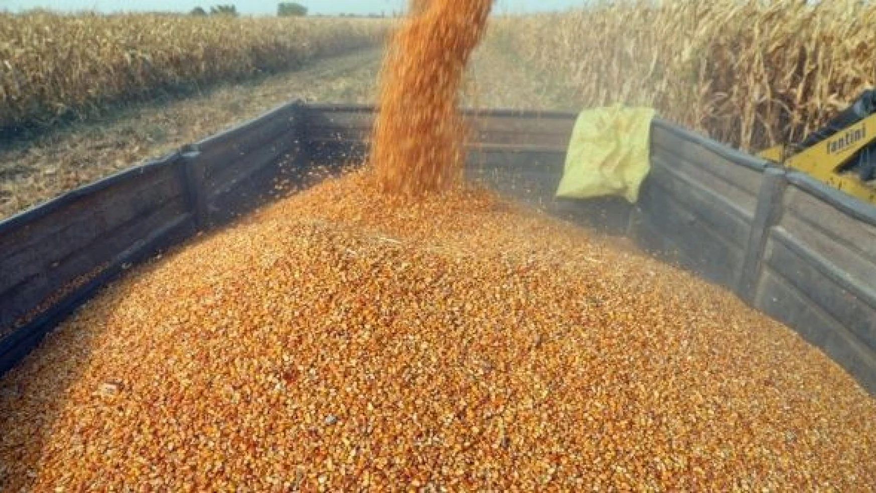 Iğdır'da teşvik ve desteklerle dane mısır üretimi artıyor