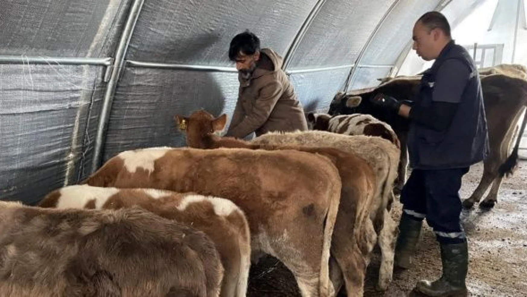 Ardahan'da hayvanlar için termal çadır kuruluyor