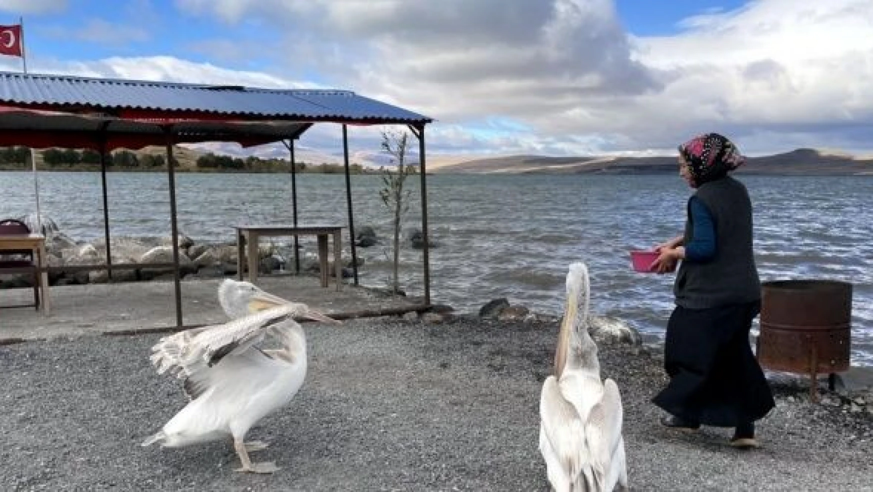 Ardahan'da pelikanlar göç etmedi