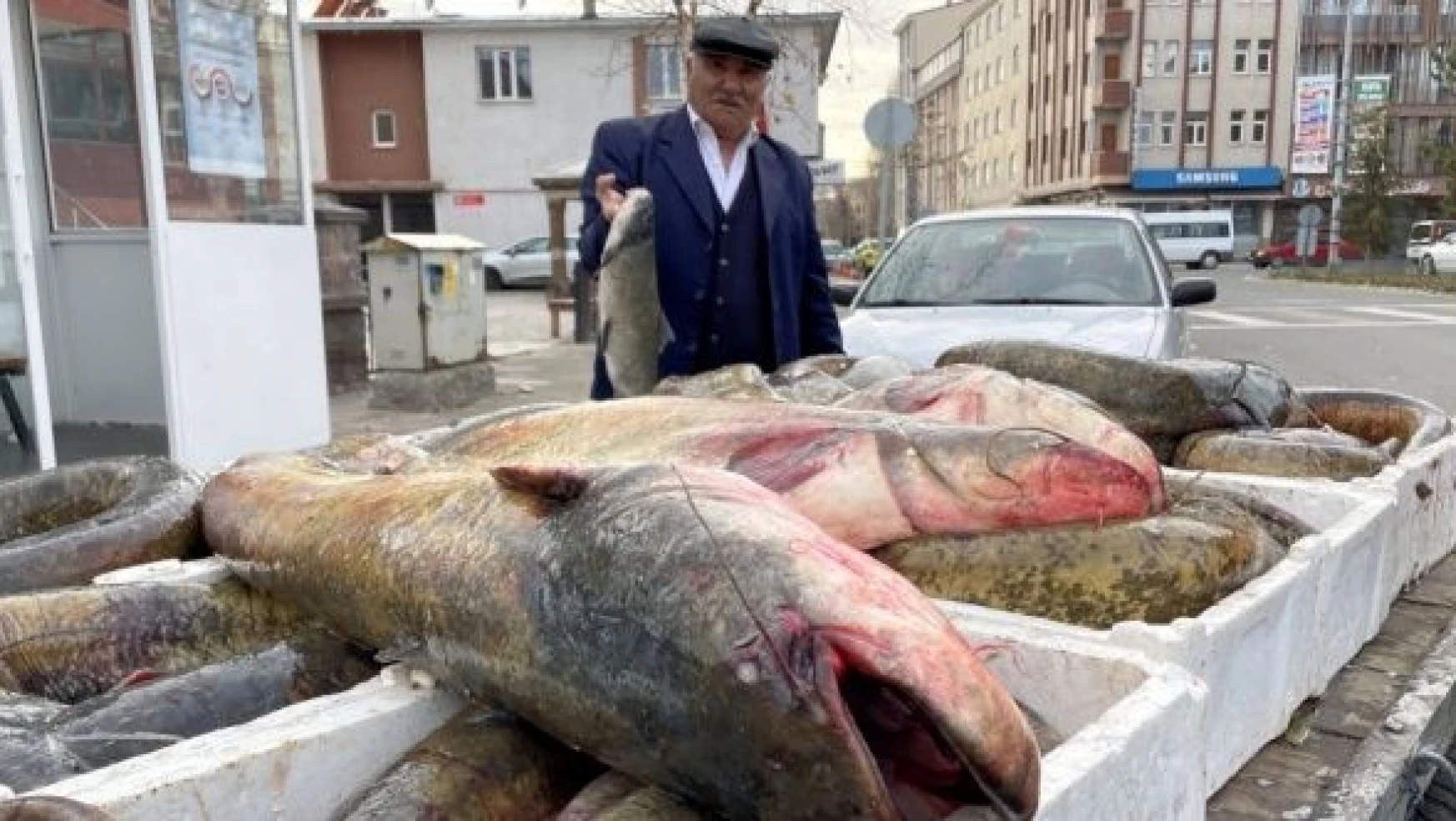 Ardahan'da 1 metreyi aşan 5 yayın balığı yakalandı