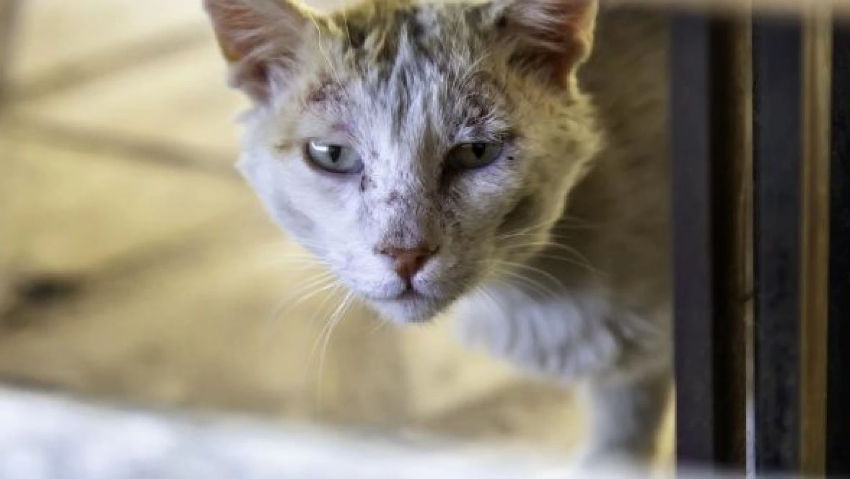 Bitlis'te yaralı kedi acil servise sığındı