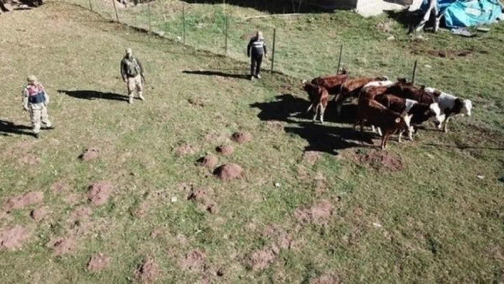 Erzincan'da kayıp küçükbaşlar dronla bulundu