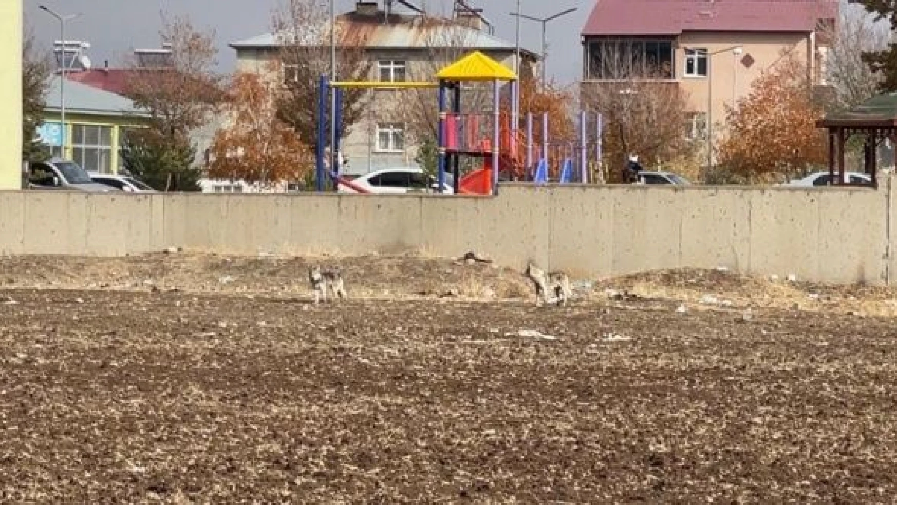 Erzurum'da aç kalan kurtlar bakın ne yaptı?