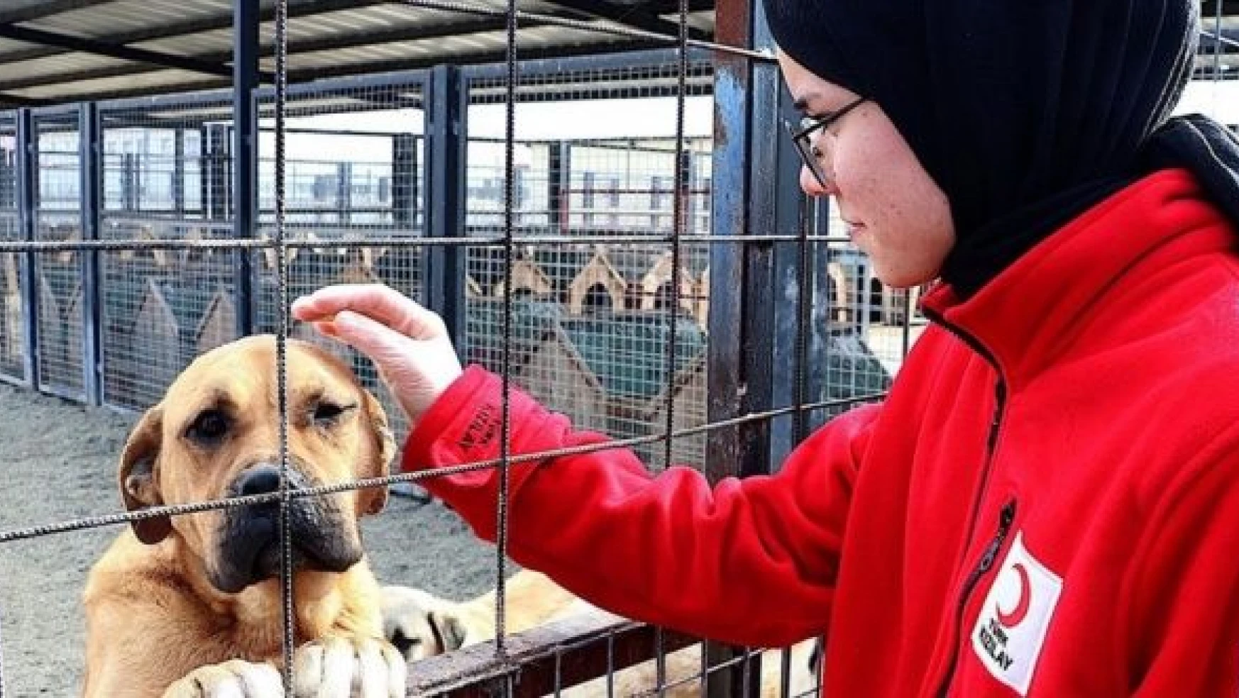 Bayburt'taki rehabilitasyon merkezi 'hayvanlara' şifa oluyor