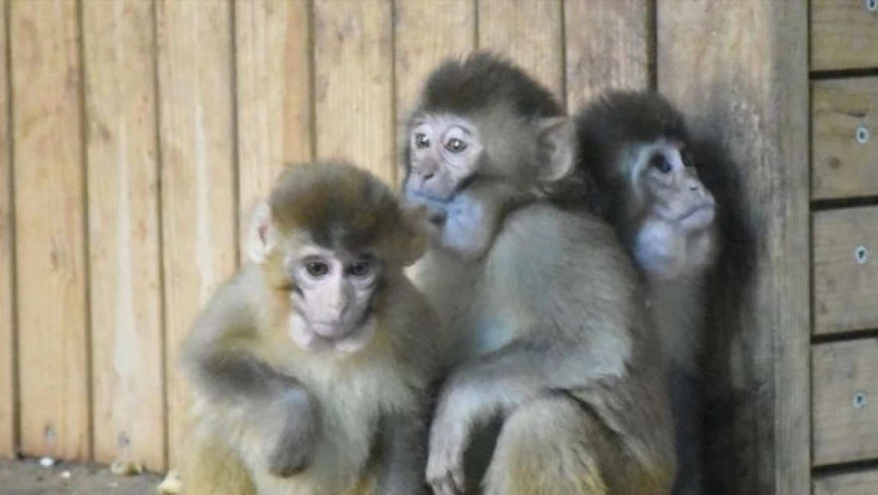 Gümrükte el konulan maymun yavruları 'Nene' koruyor