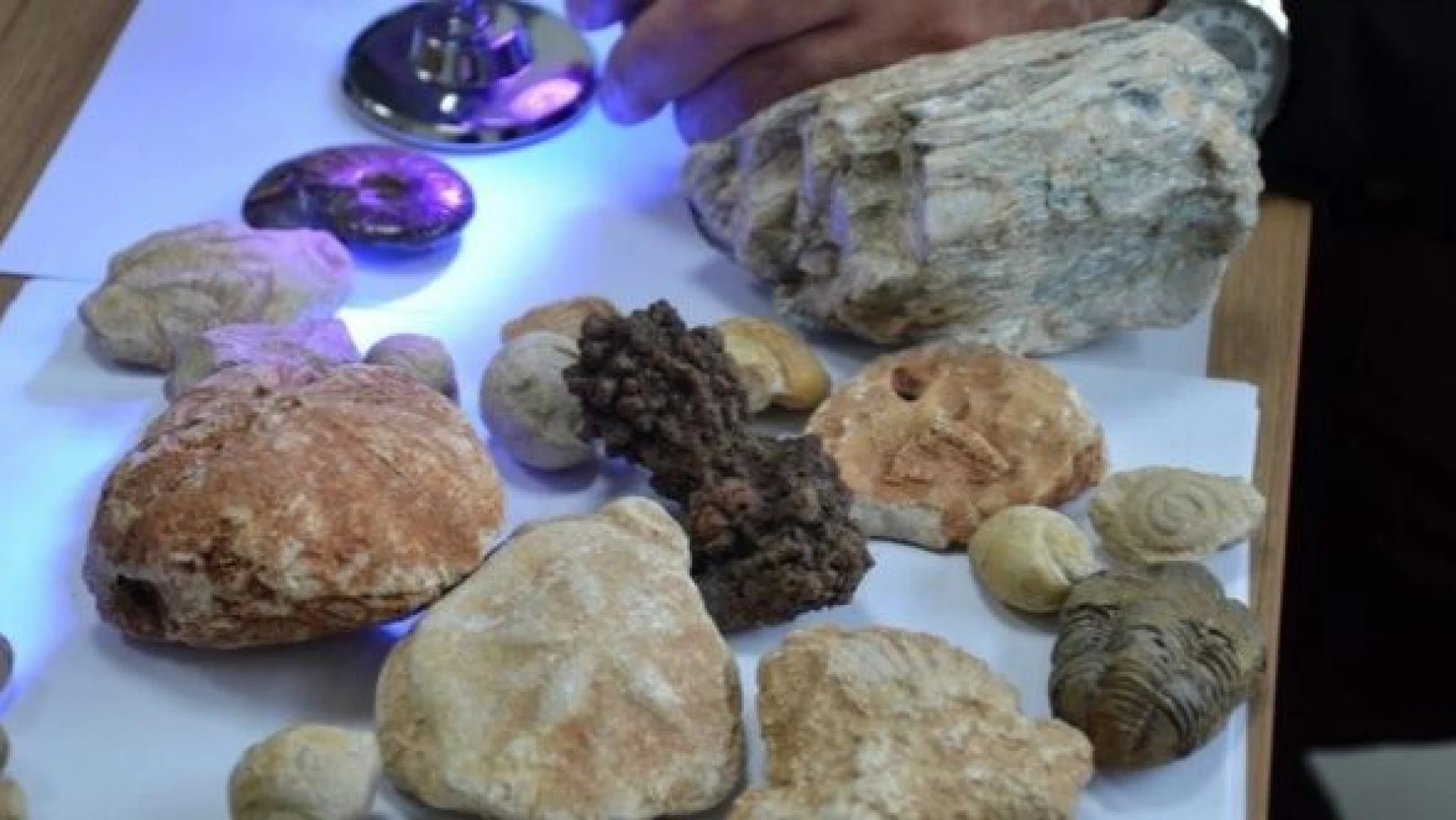Bitlis'te milyonlarca yıllık fosil bulundu