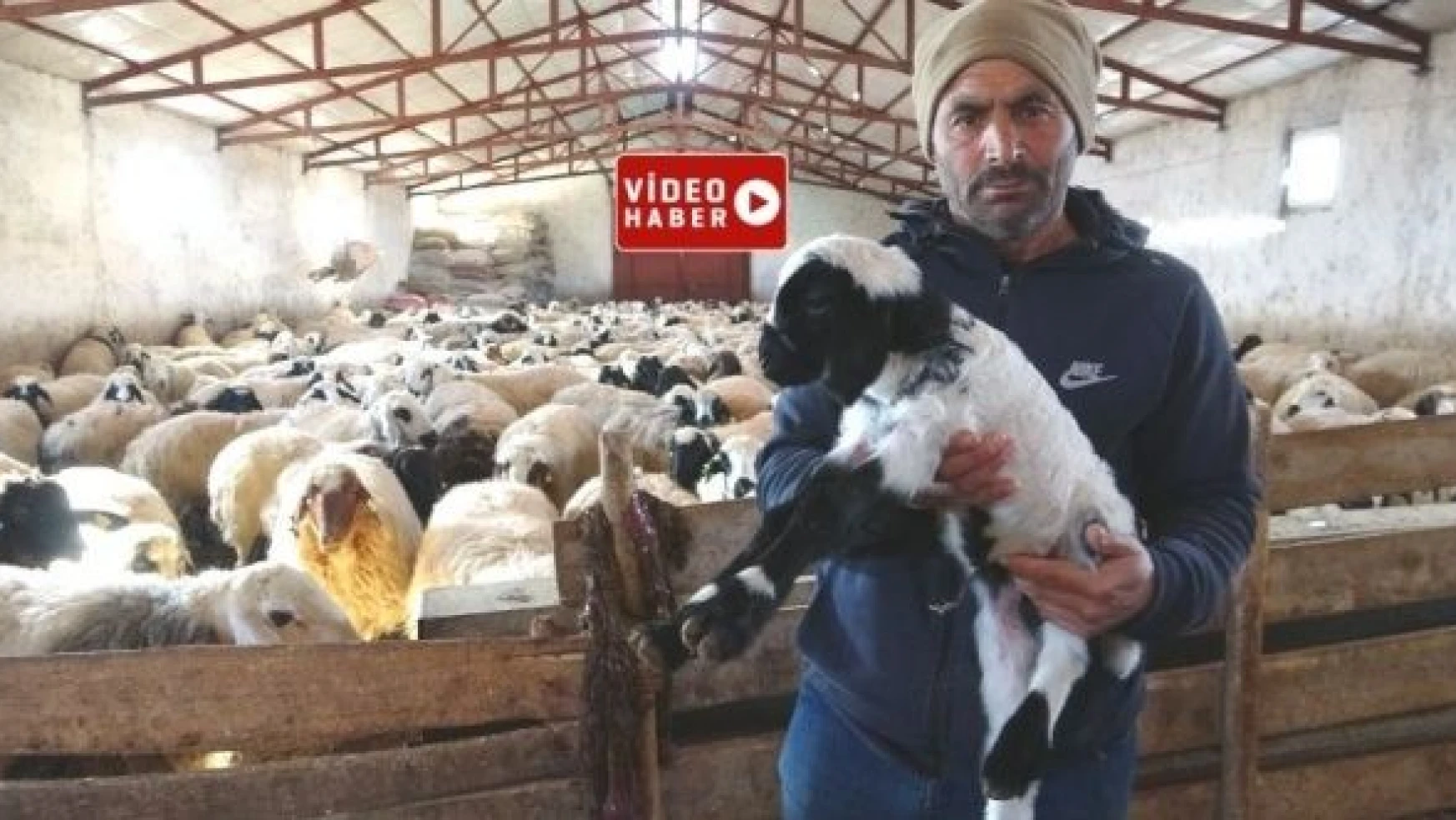 Elazığ'da 20 bin Liraya çoban bulamıyorlar