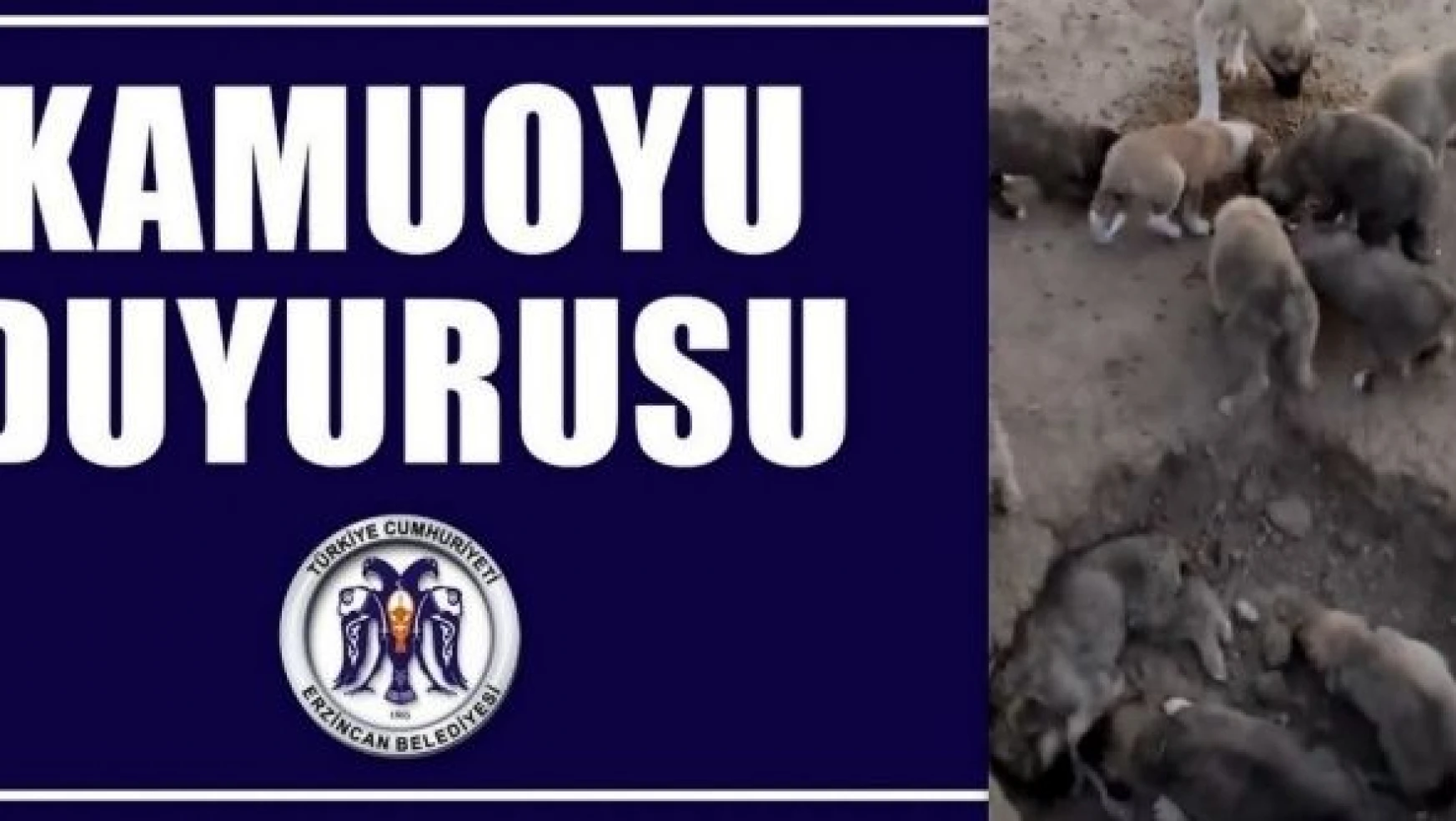 Erzincan Belediyesi, hayvan katliamı iddialarına yanıt verdi