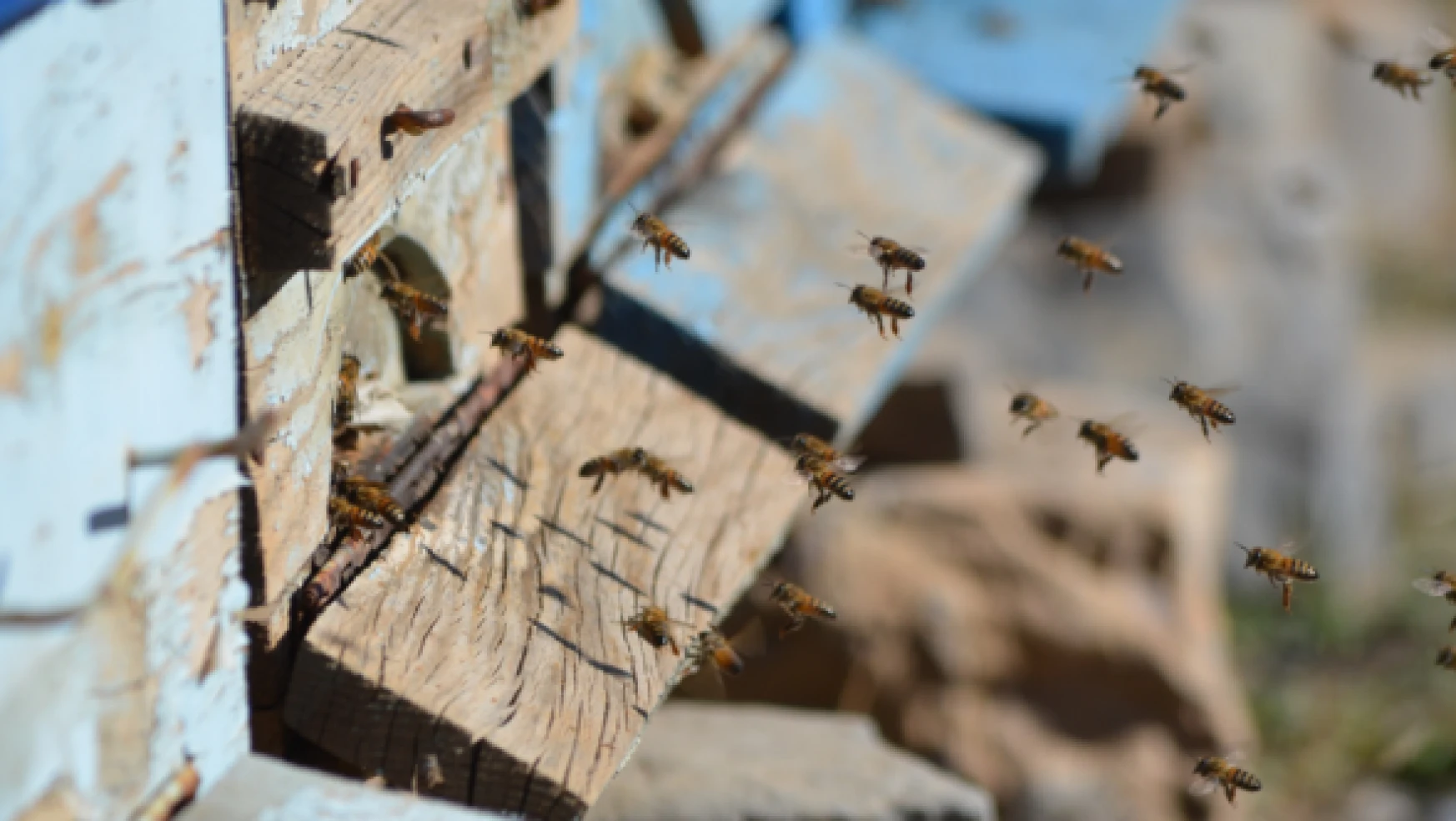 Şırnaklı arılar küresel ısınma maduru oldu