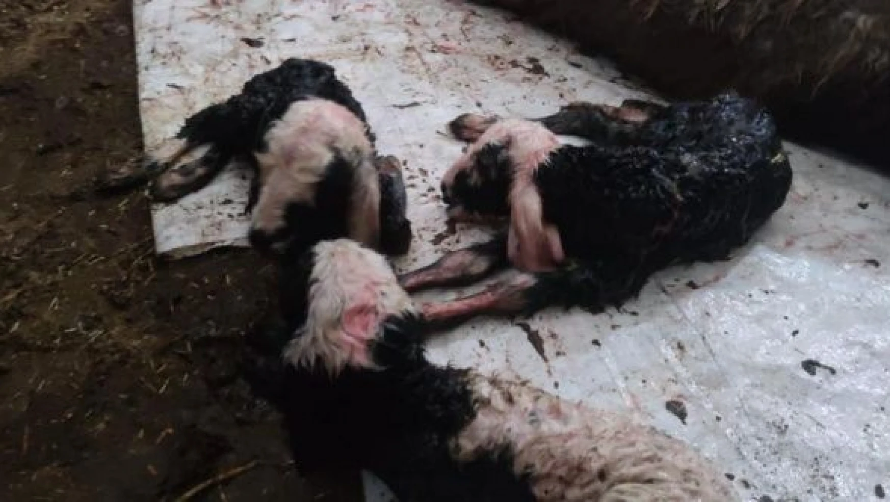 Şırnak'ta sezaryenle 3 yavru kuzu doğdu