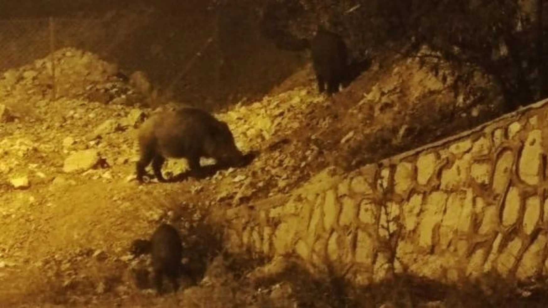 Tunceli'de kente inen yaban domuzları böyle görüntülendi