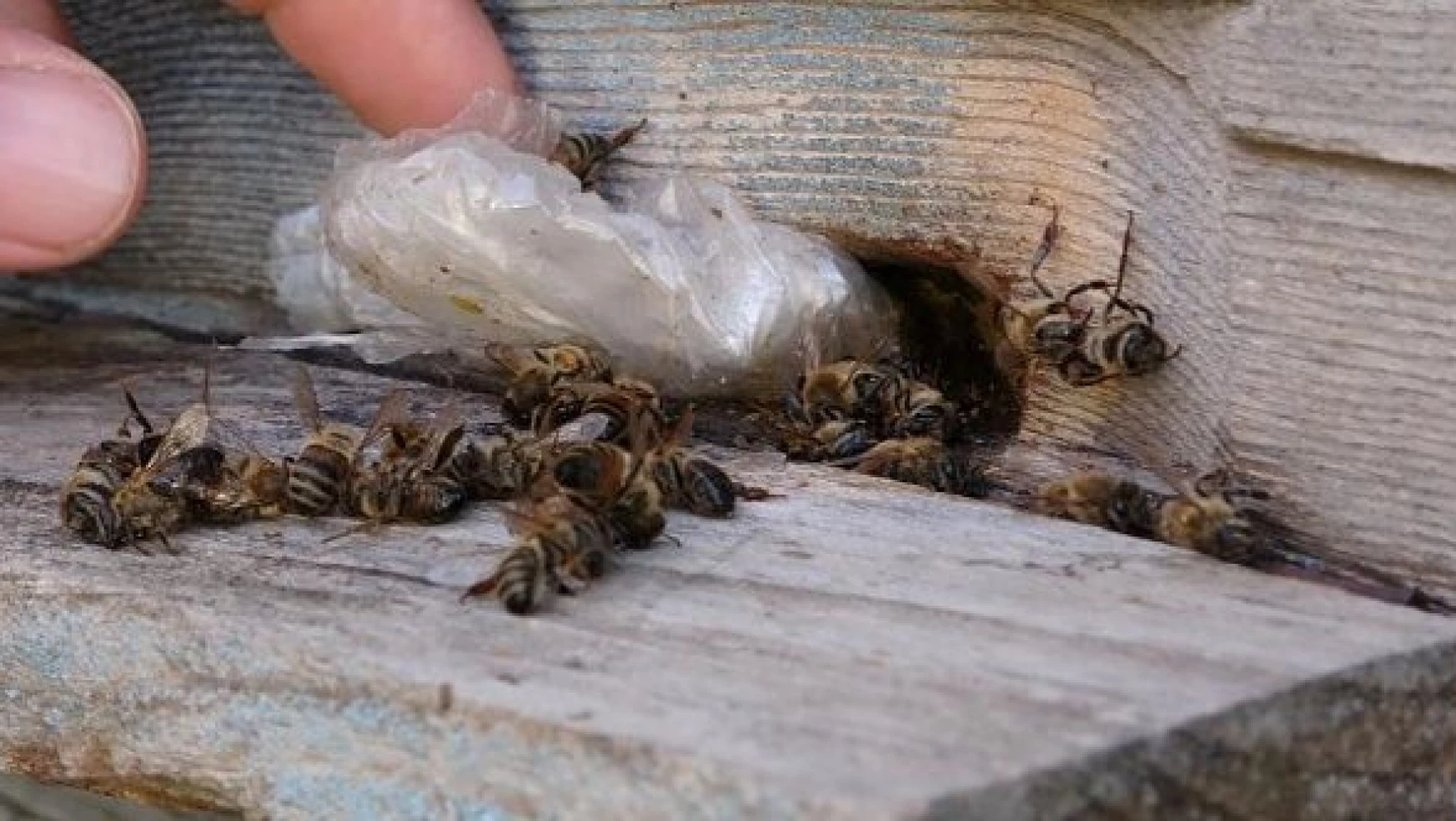 Yalancı bahara aldanan arılar telef oldu